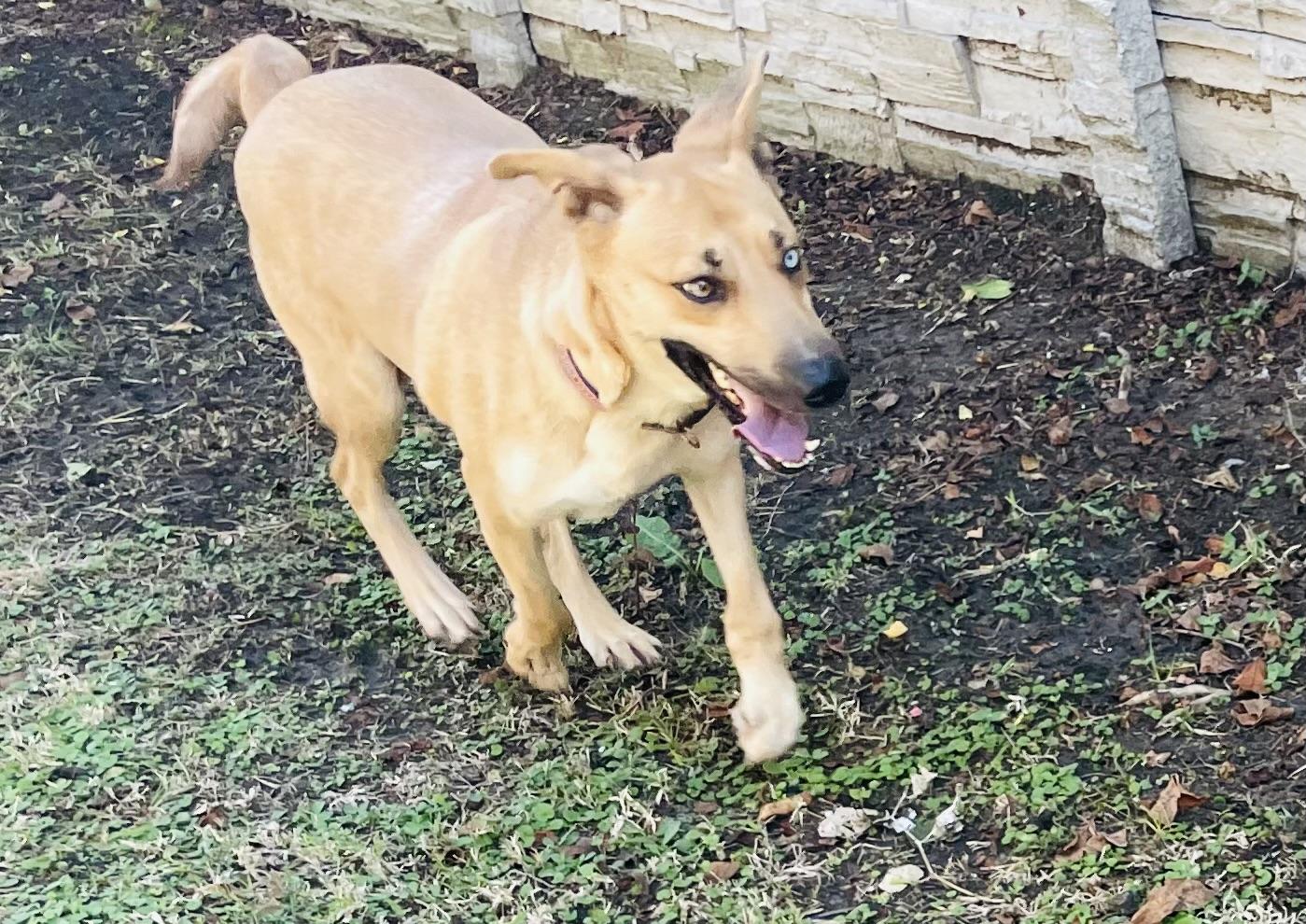 Enlarge Jewel, a Adoptable mixed breed in Seabrook, TX image 5/5