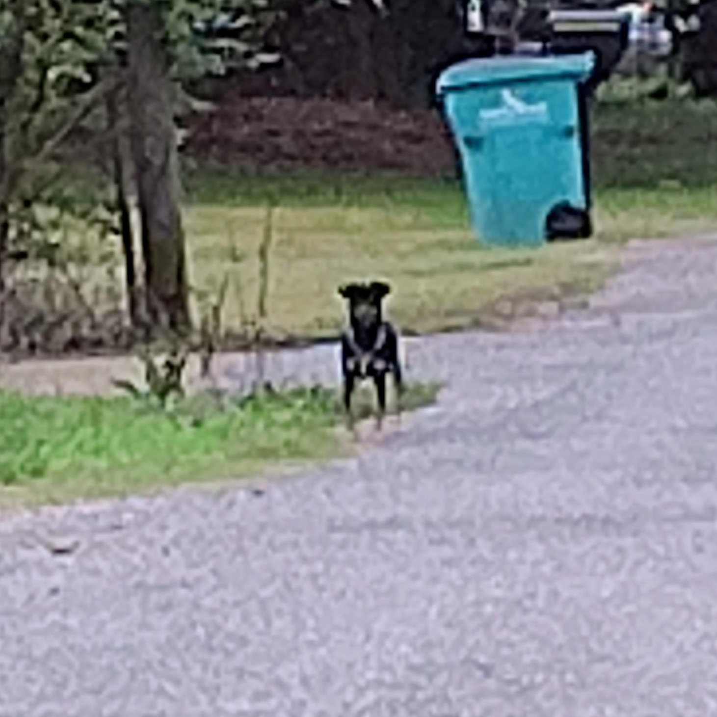 Enlarge Mickey D, an adopted Rat Terrier in Edgewood, MD image 4/5