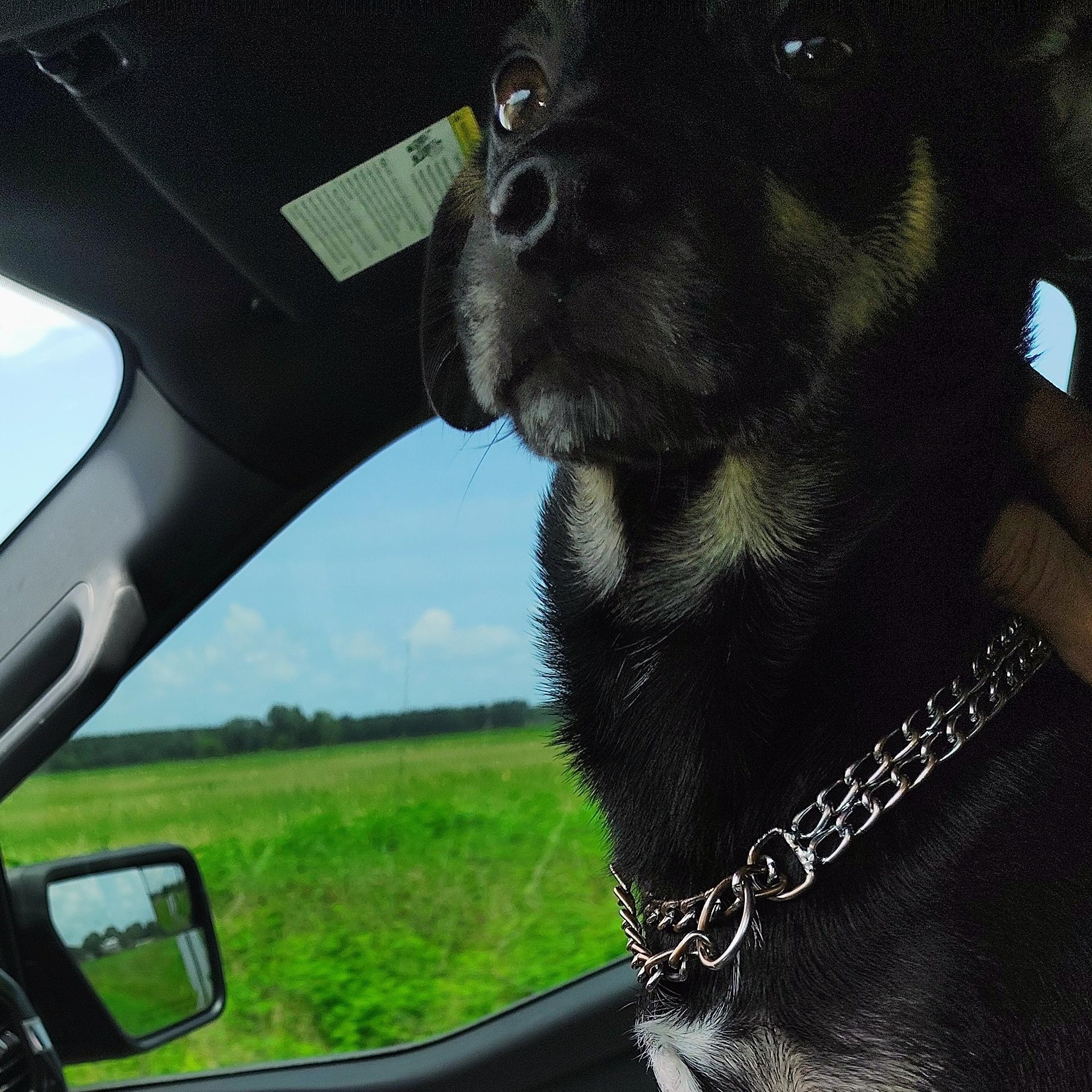 Enlarge Mickey D, an adopted Rat Terrier in Edgewood, MD image 5/5