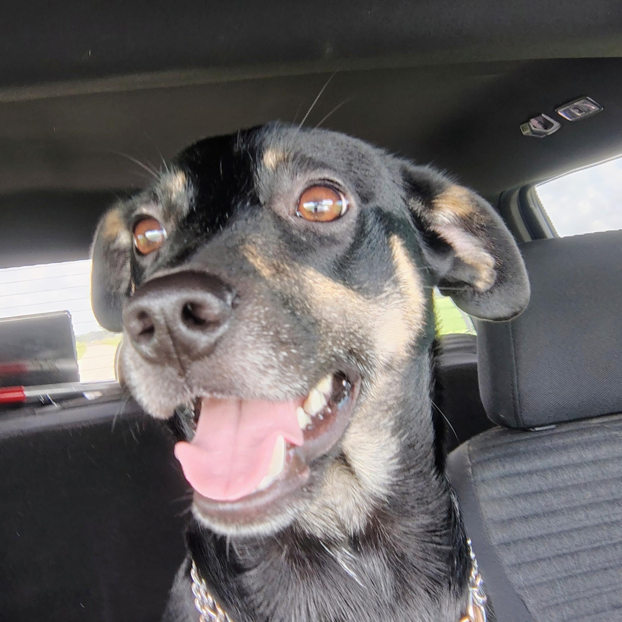 Mickey D, adopted, Young Male Rat Terrier.