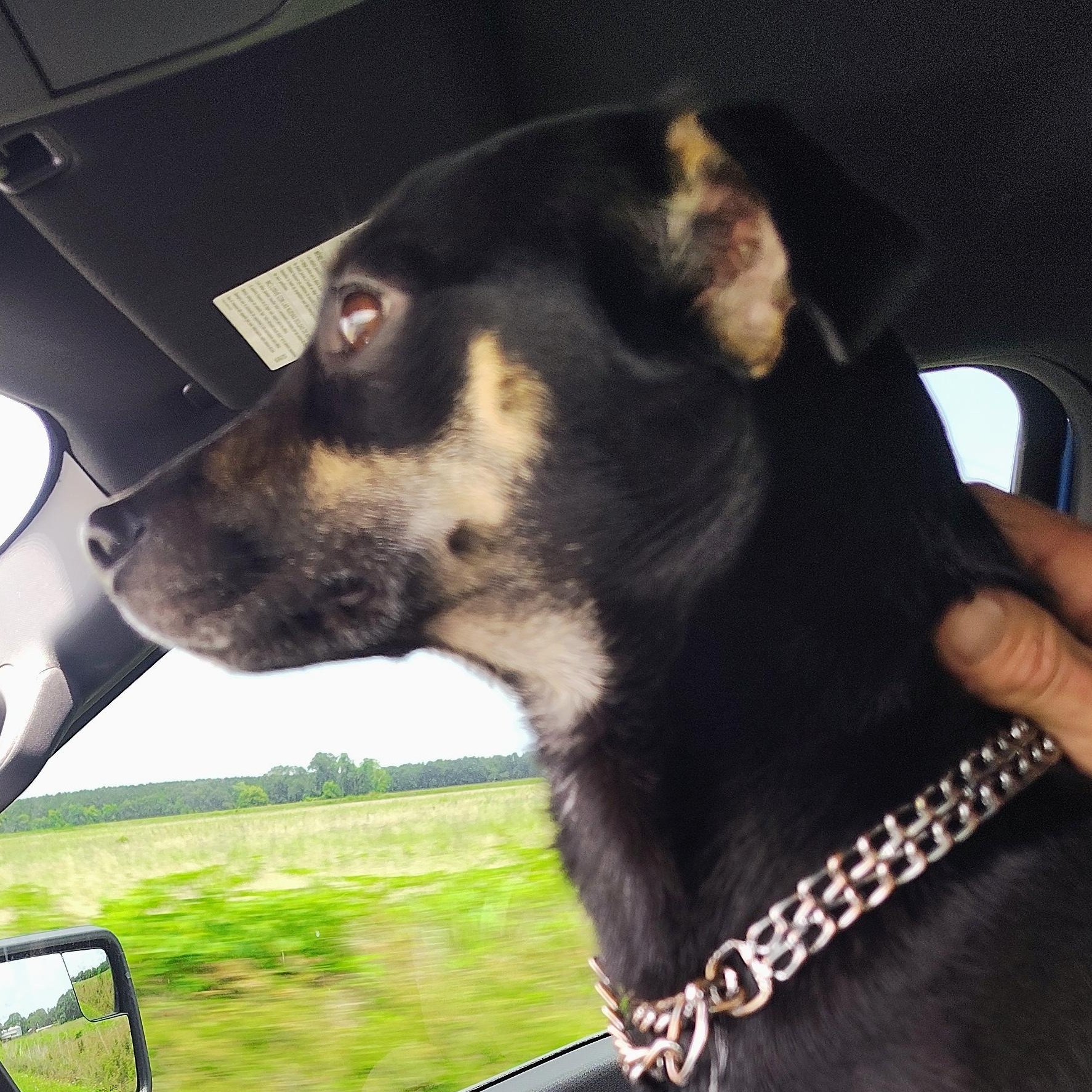 Enlarge Mickey D, an adopted Rat Terrier in Edgewood, MD image 3/5