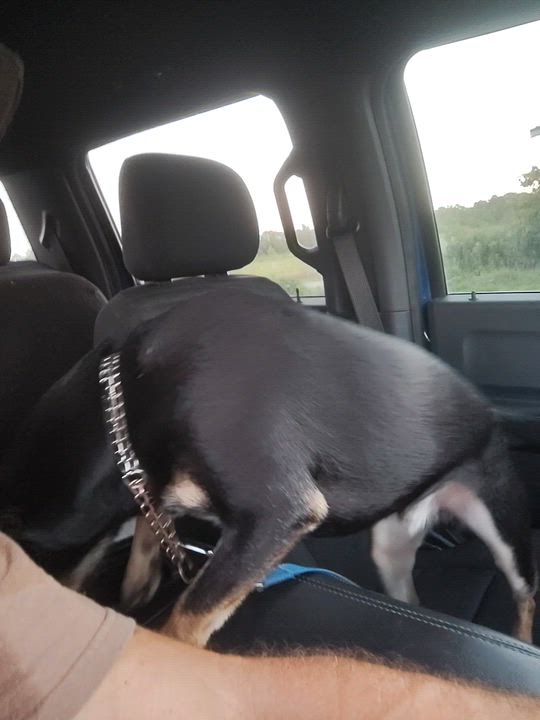 Enlarge Mickey D, an adopted Rat Terrier in Edgewood, MD video 2/5