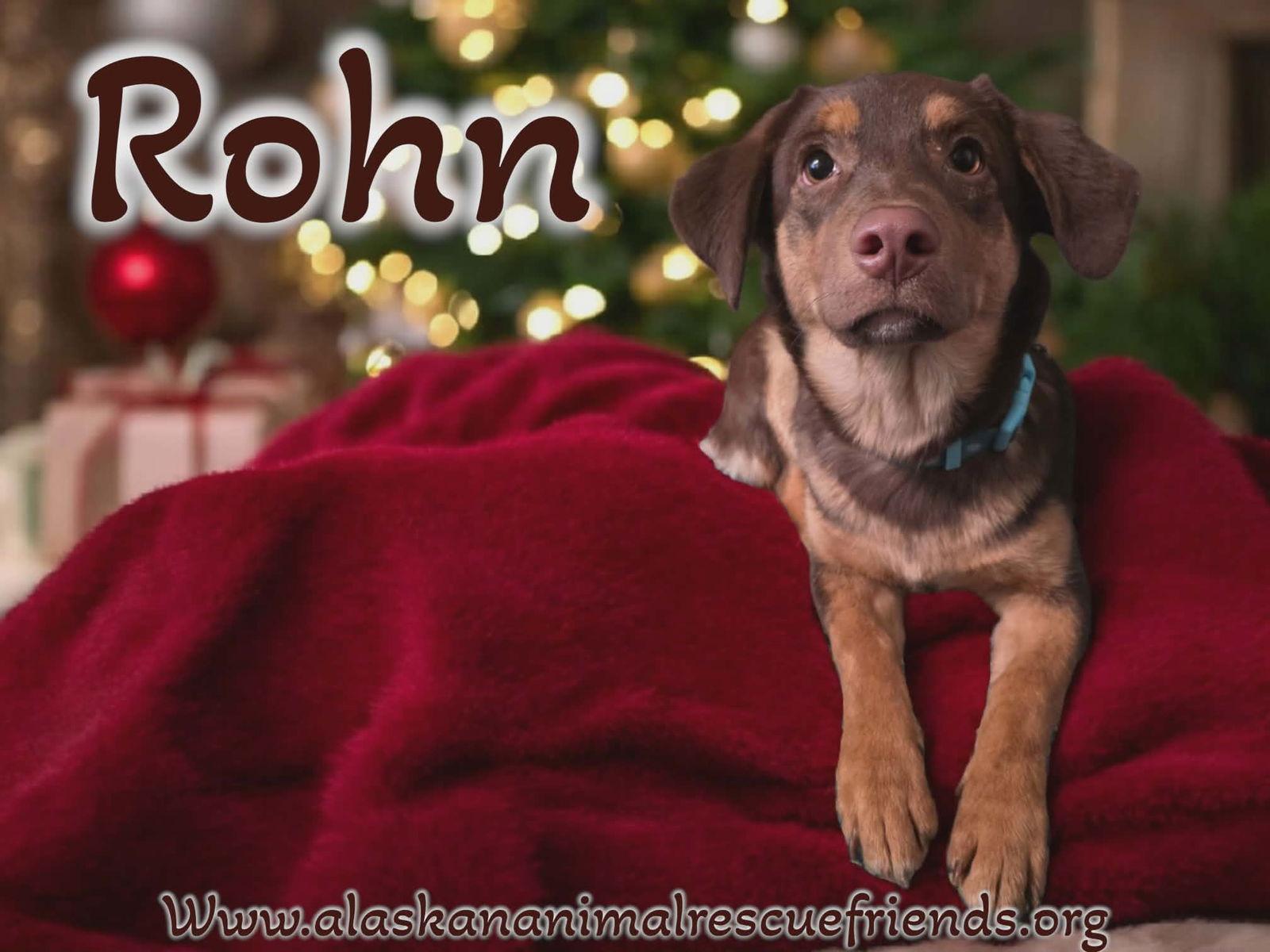 Rohn, Adopted, Puppy Female Border Collie & Labrador Retriever.