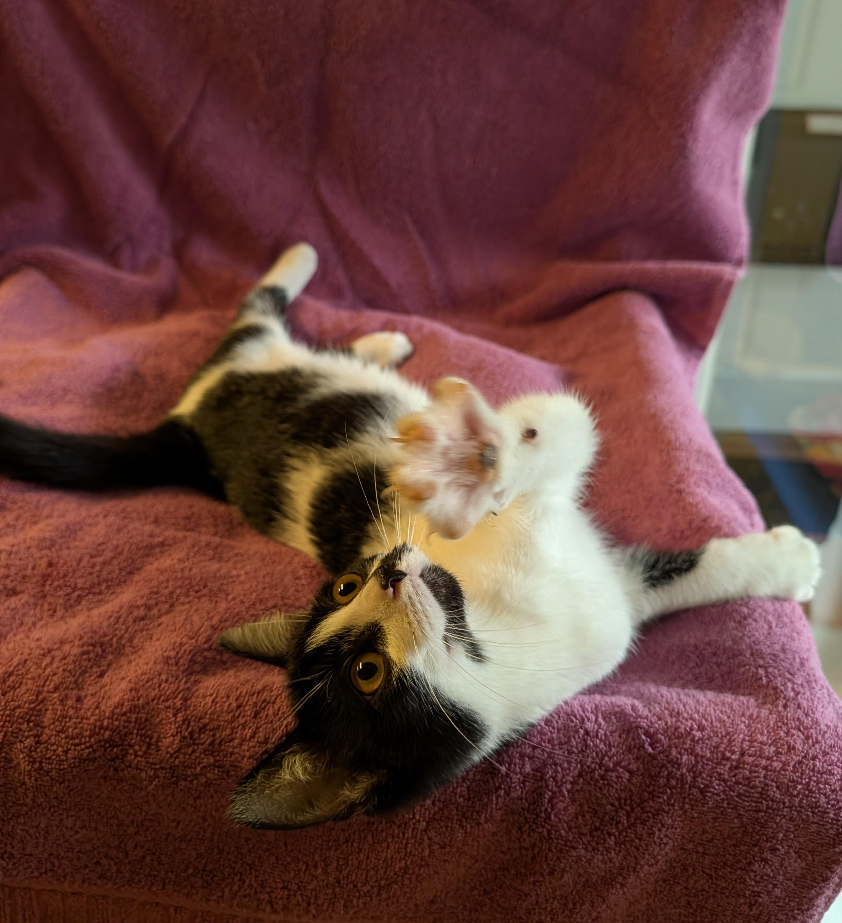 Maisie, ADOPTABLE, Kitten Female Domestic Short Hair.