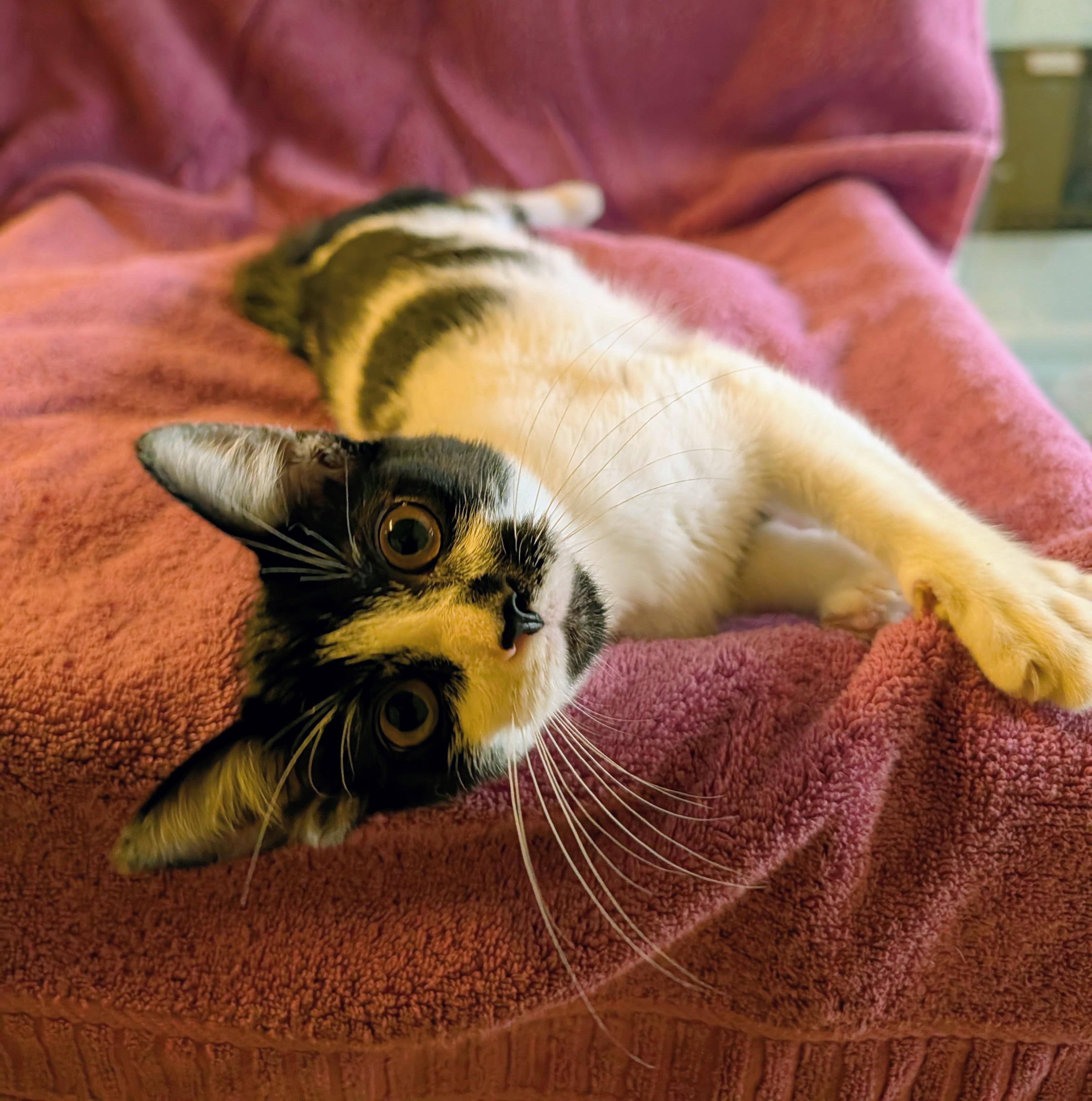 Enlarge Maisie, a ADOPTABLE Domestic Short Hair in Brockport, NY image 2/5