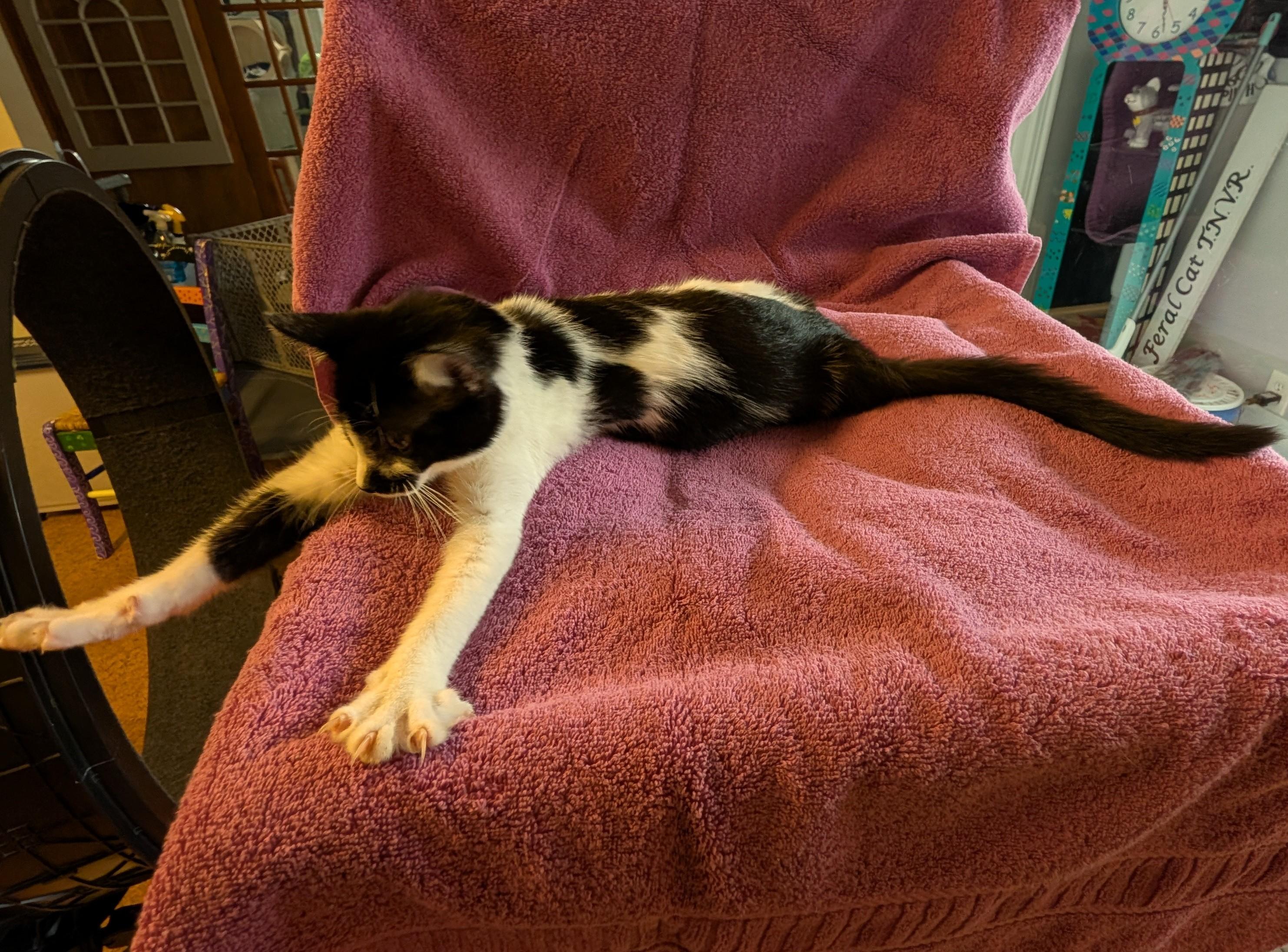Enlarge Maisie, a ADOPTABLE Domestic Short Hair in Brockport, NY image 3/5