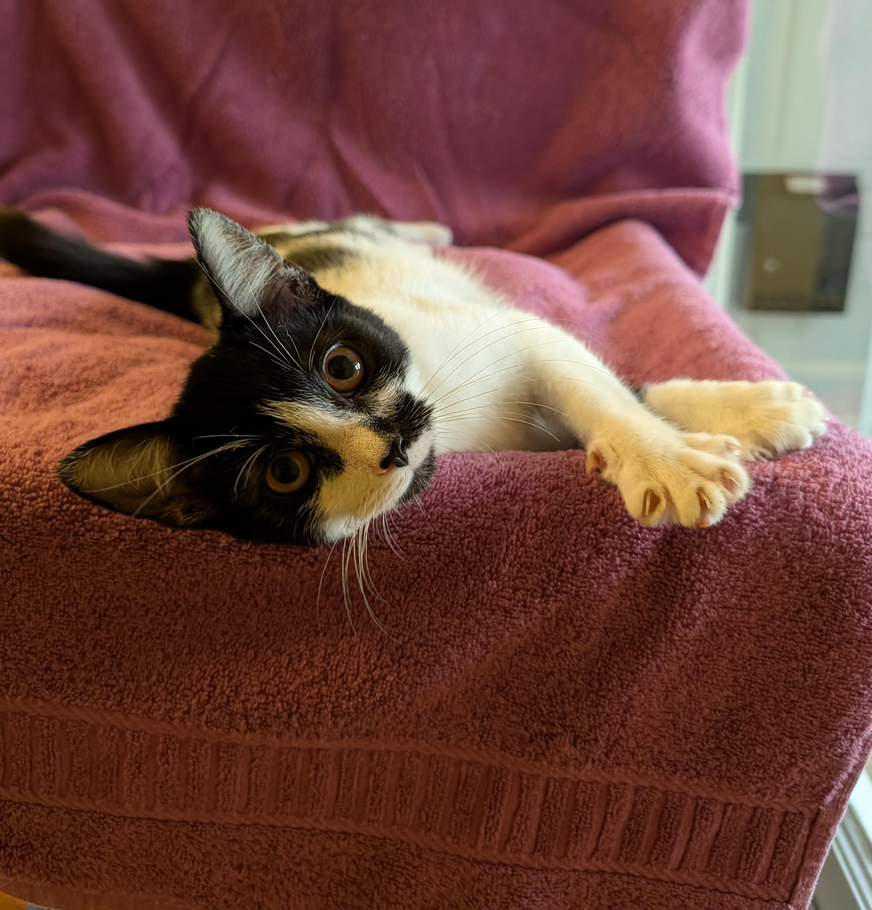 Enlarge Maisie, a ADOPTABLE Domestic Short Hair in Brockport, NY image 4/5