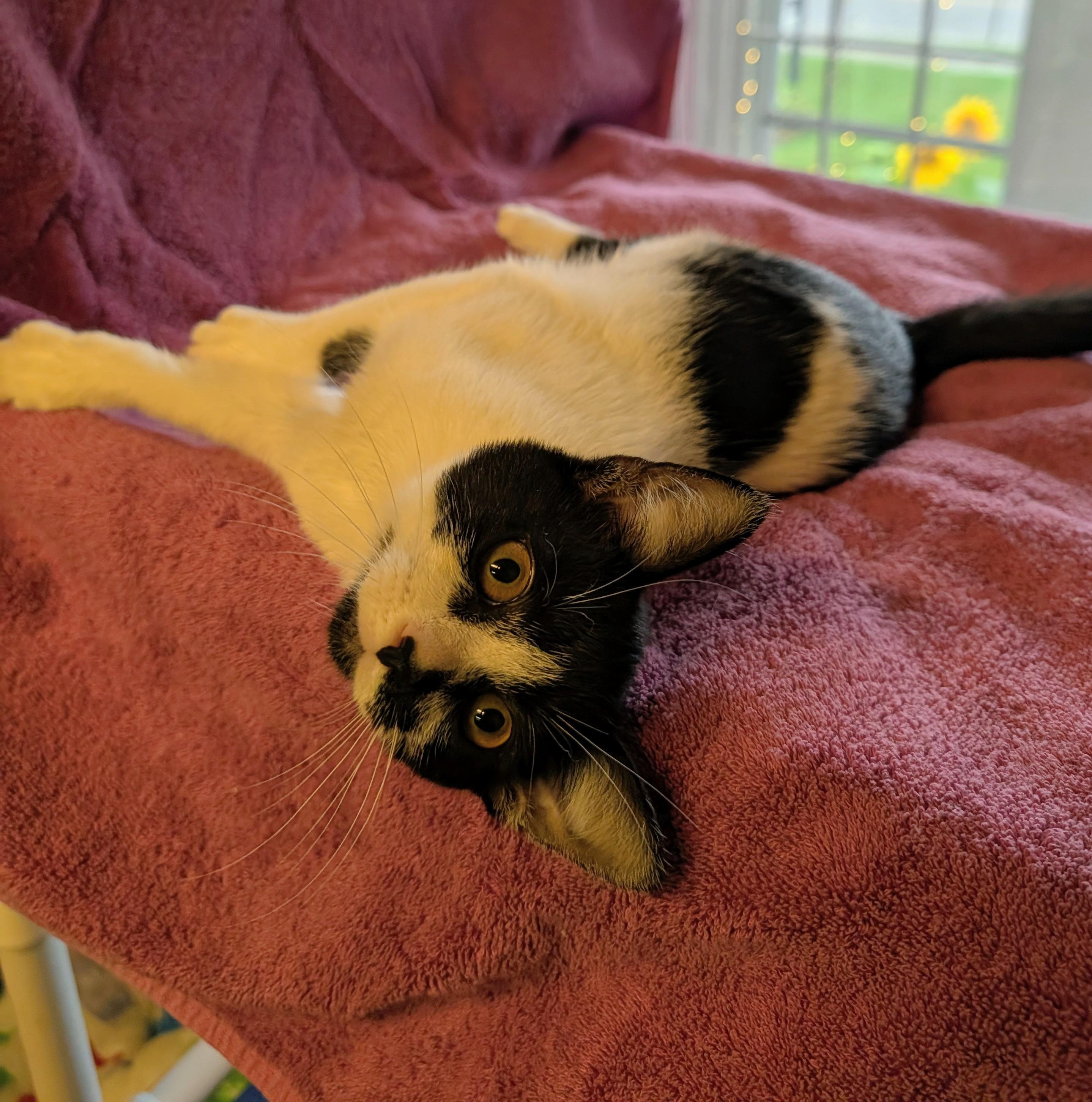 Enlarge Maisie, a ADOPTABLE Domestic Short Hair in Brockport, NY image 5/5