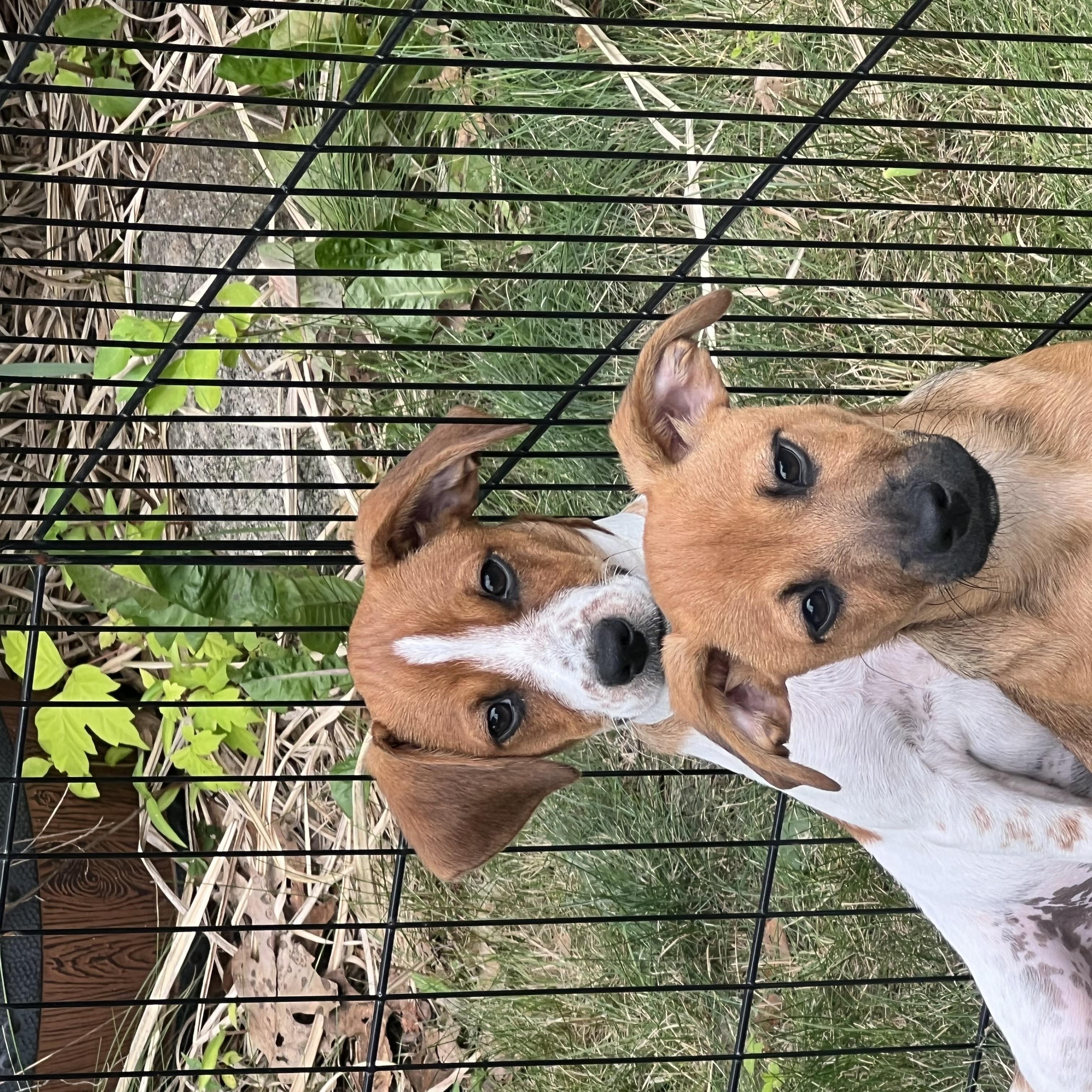 VELMA, a ADOPTABLE mixed breed in Dumont, NJ image 3/3