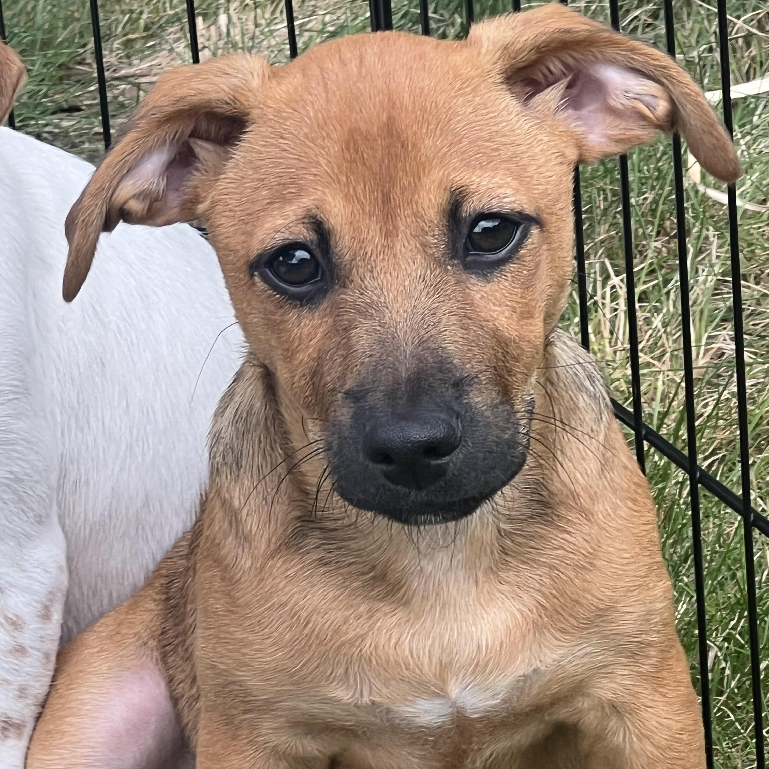 VELMA, a ADOPTABLE mixed breed in Dumont, NJ image 1/3