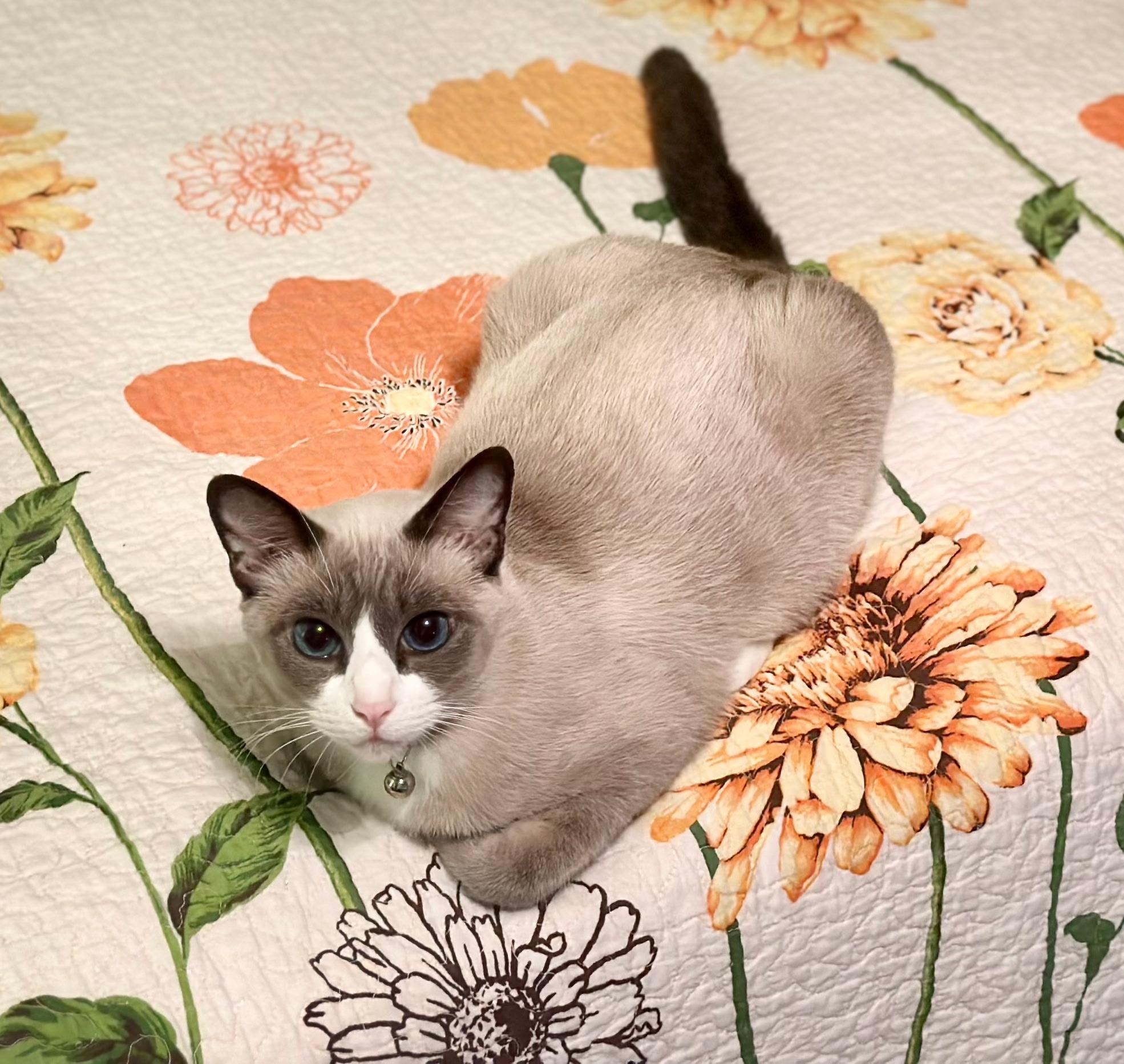 Enlarge Gigi, a Adopted Snowshoe in Beeville, TX image 1/3