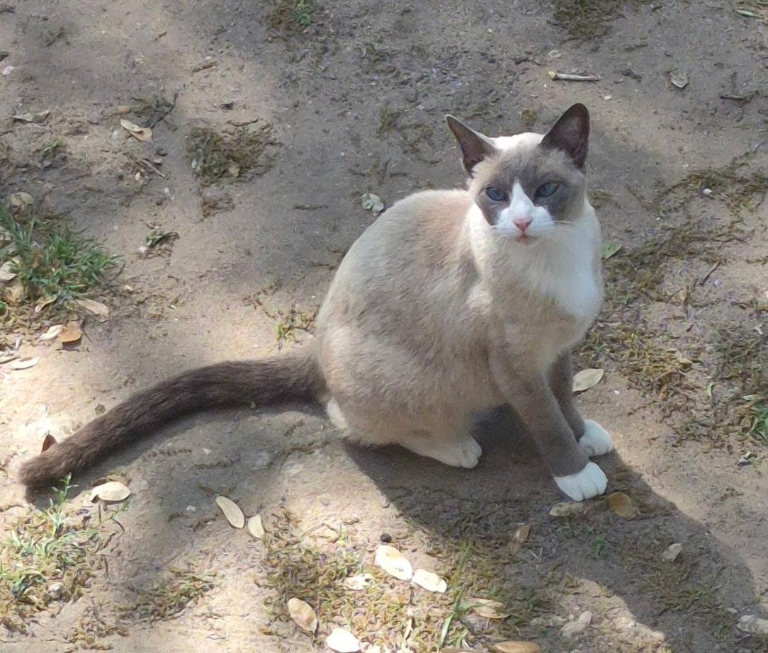 Enlarge Gigi, a Adopted Snowshoe in Beeville, TX image 2/3