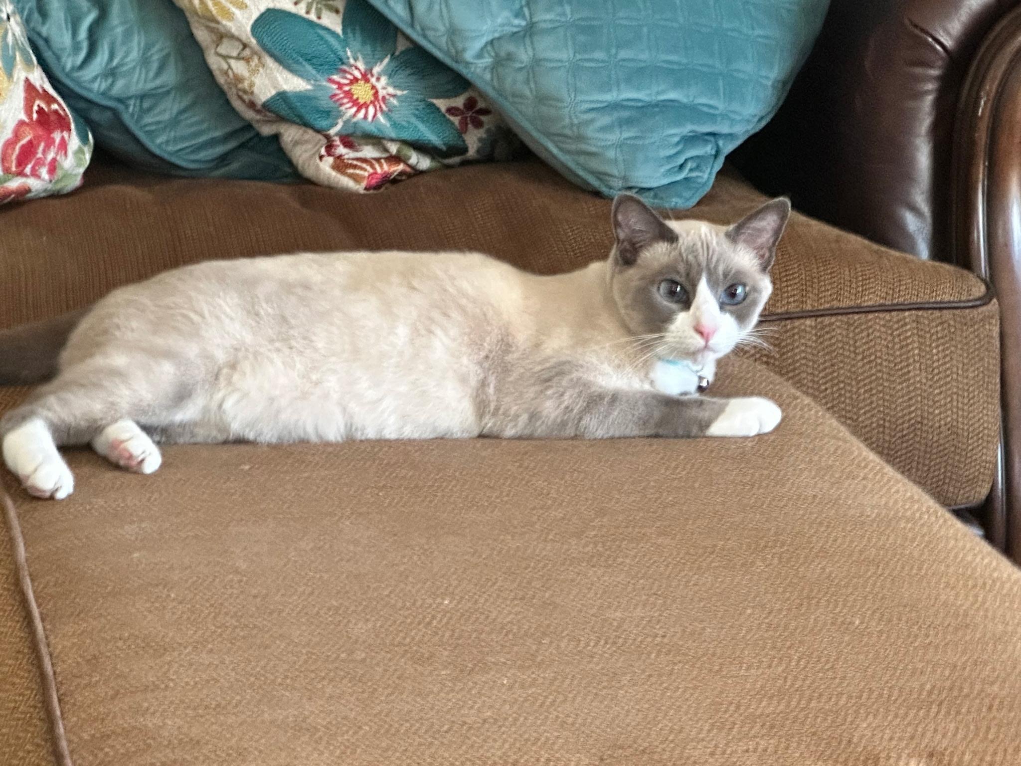 Gigi, Adopted, Adult Female Snowshoe.