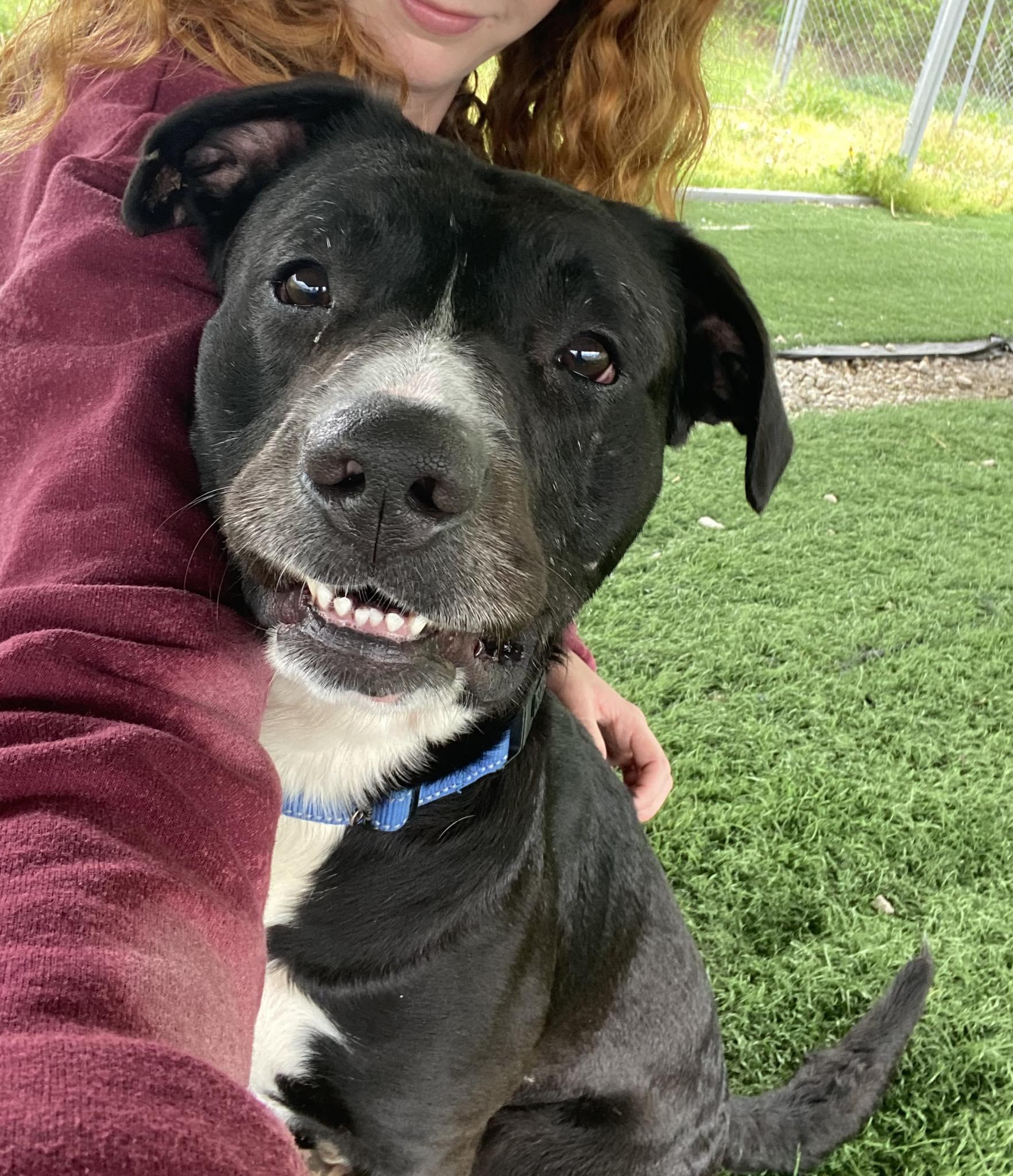 Boomer , ADOPTABLE, Adult Male Mixed Breed.