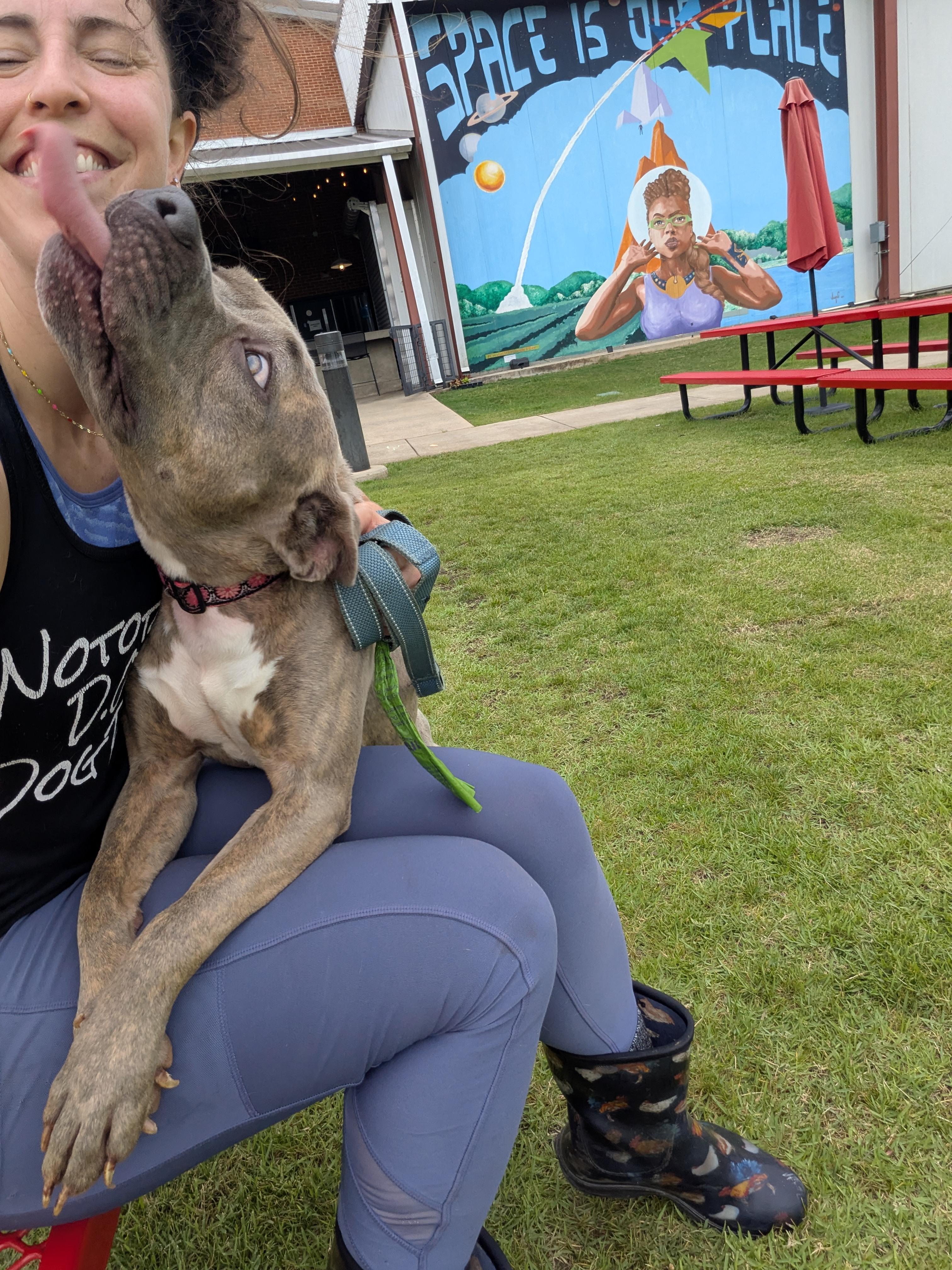 Enlarge Tilly, a ADOPTABLE Mixed Breed in Huntsville, AL image 6/6