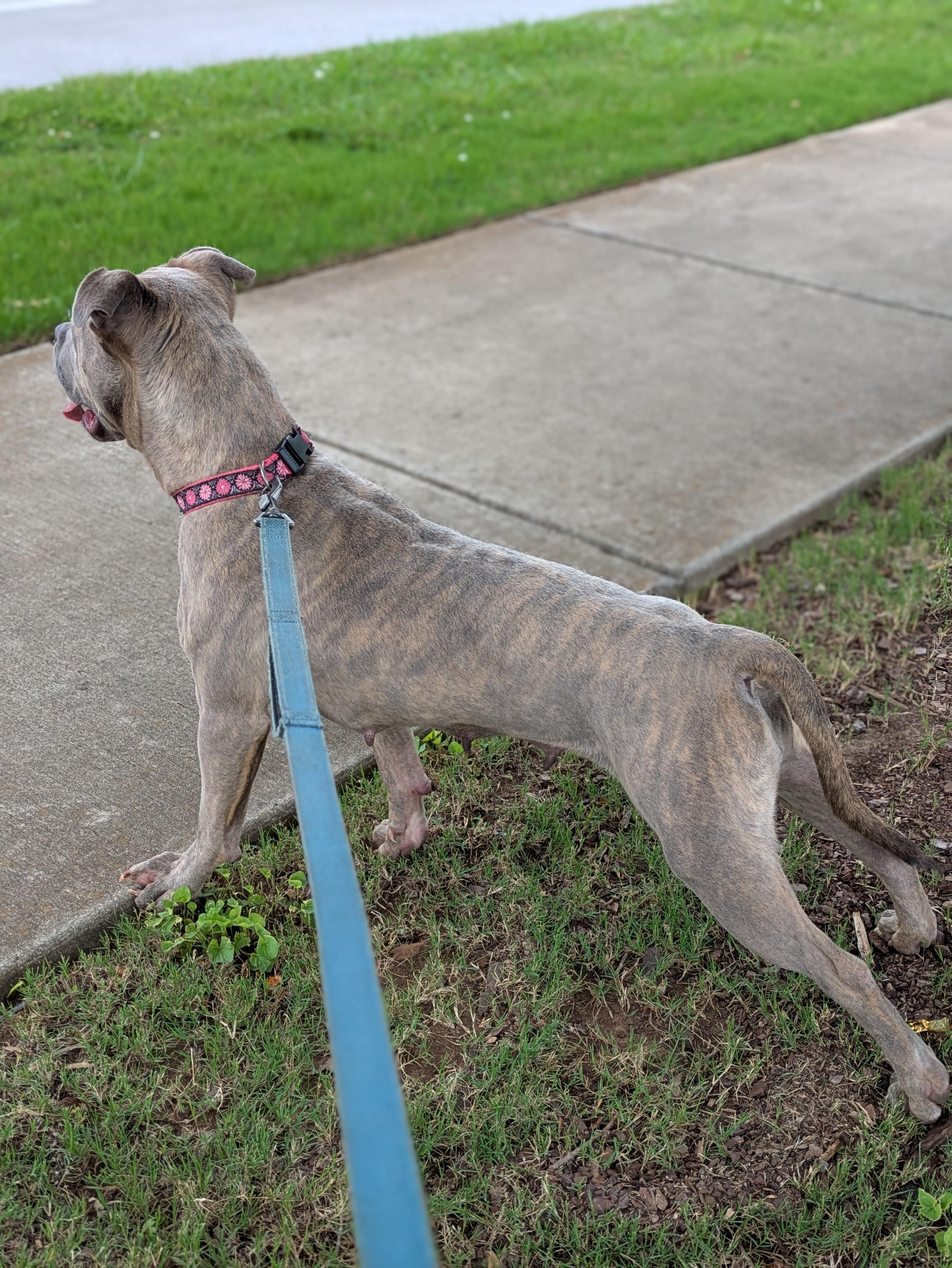 Enlarge Tilly, a ADOPTABLE Mixed Breed in Huntsville, AL image 3/6