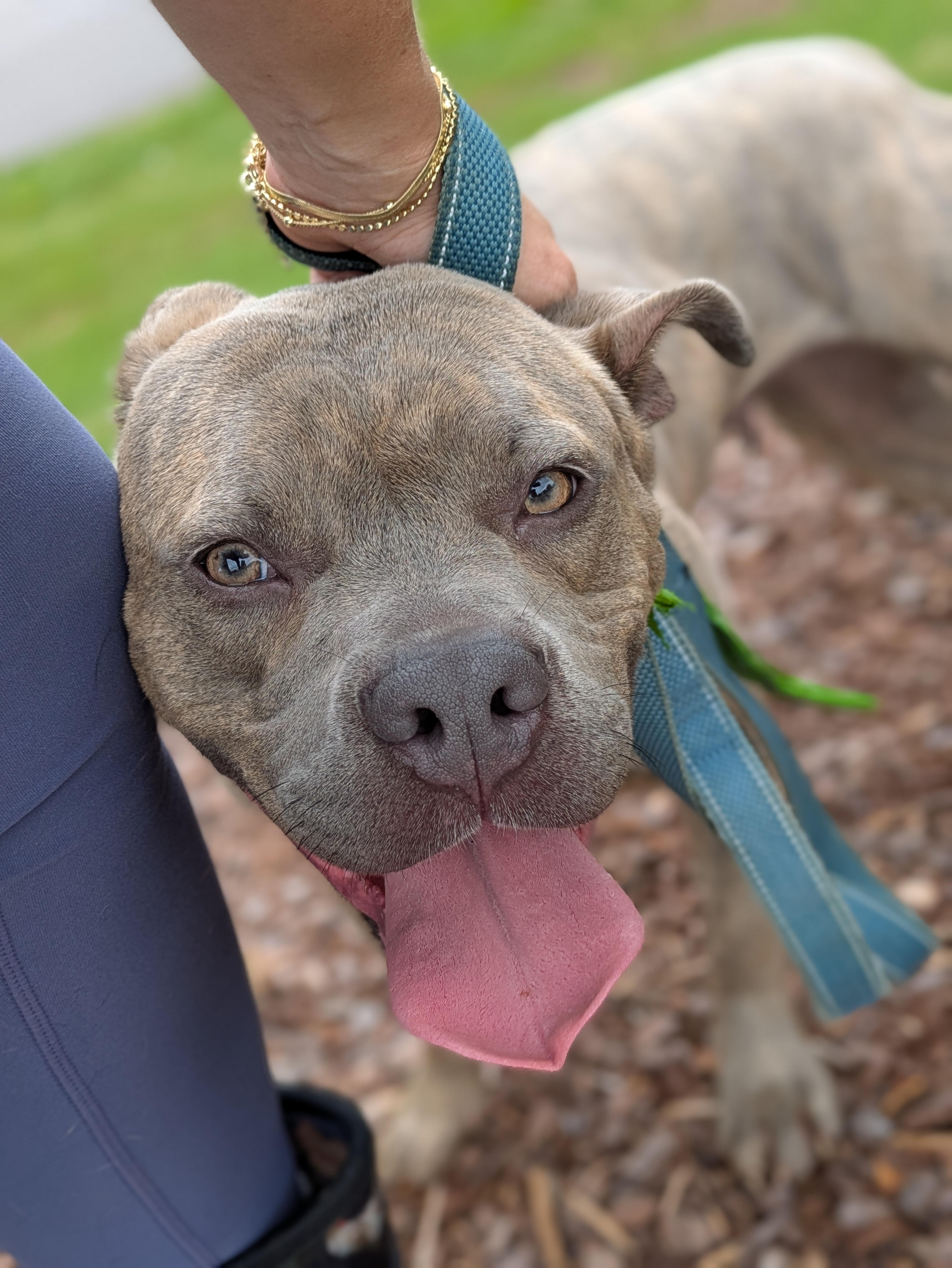 Enlarge Tilly, a ADOPTABLE Mixed Breed in Huntsville, AL image 4/6