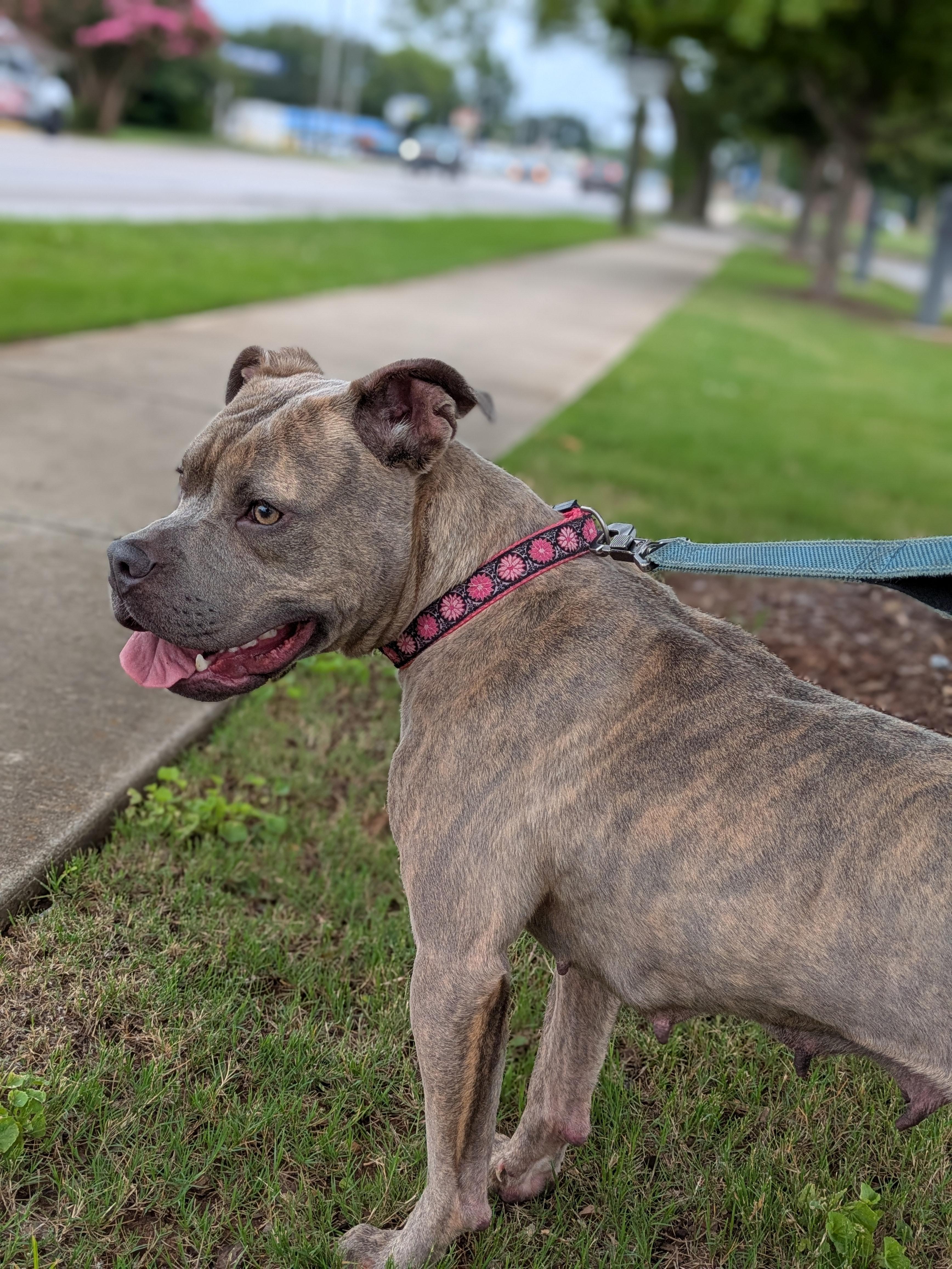 Tilly, ADOPTABLE, Adult Female Mixed Breed.