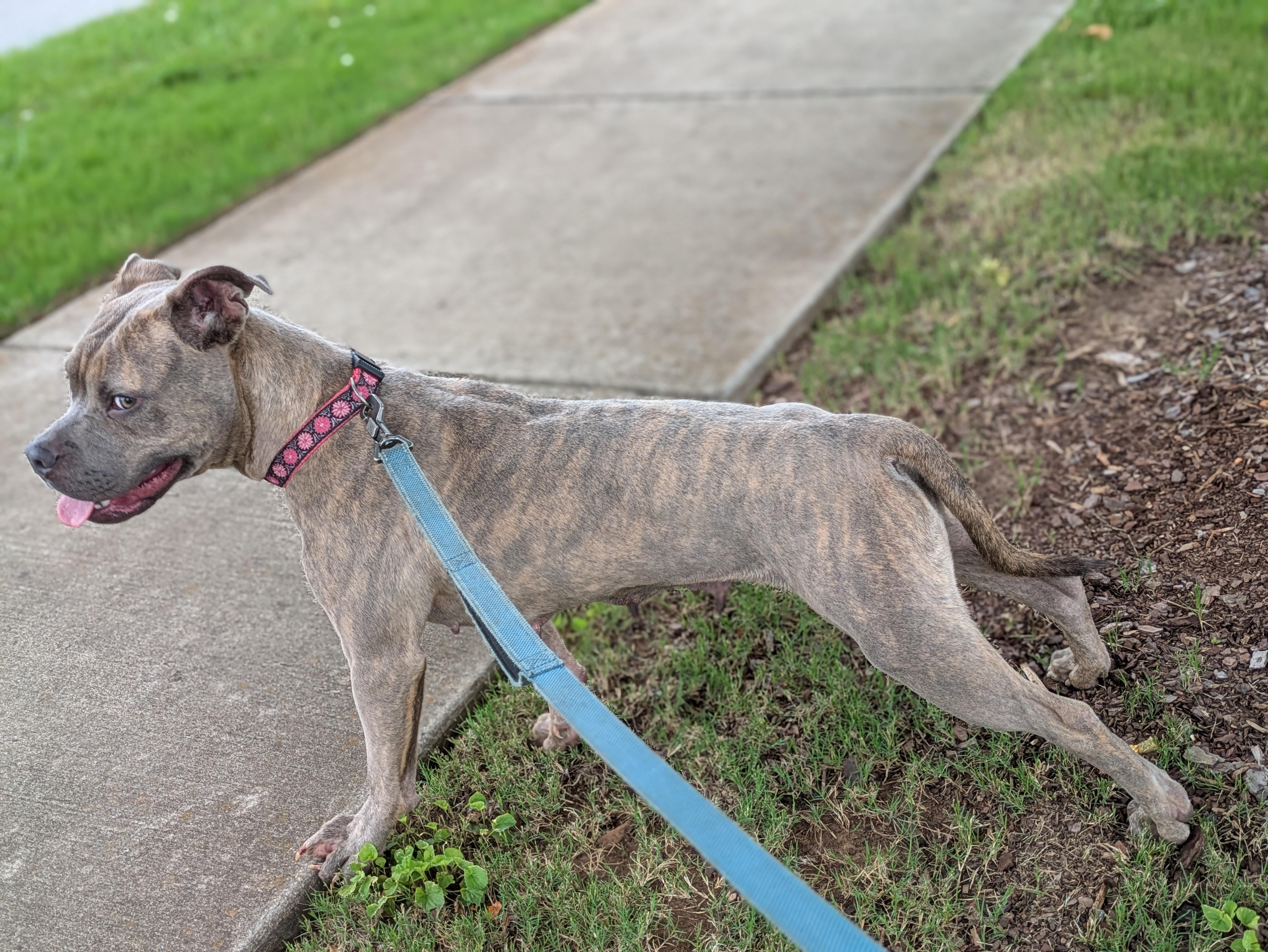 Enlarge Tilly, a ADOPTABLE Mixed Breed in Huntsville, AL image 5/6