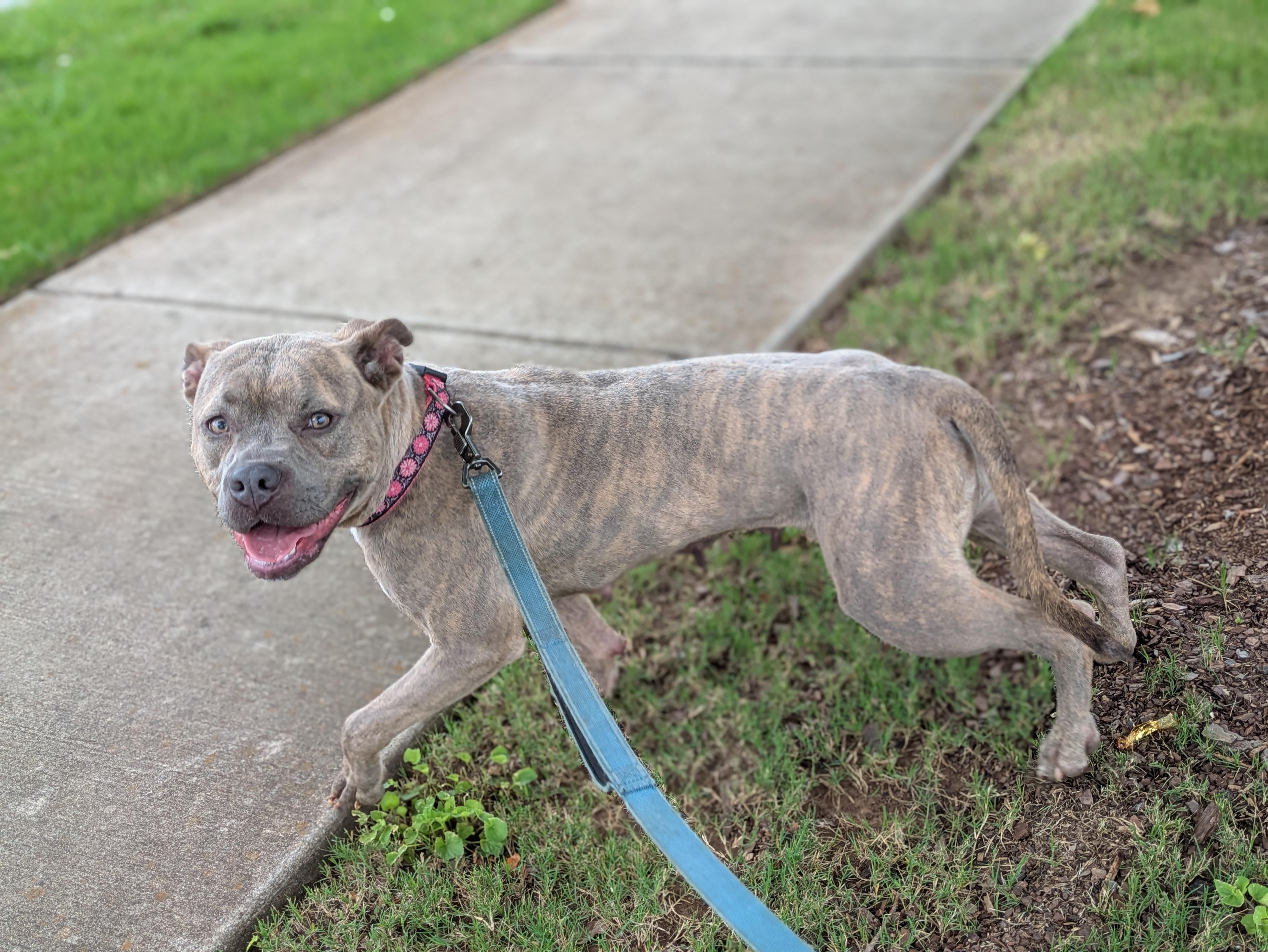 Enlarge Tilly, a ADOPTABLE Mixed Breed in Huntsville, AL image 2/6