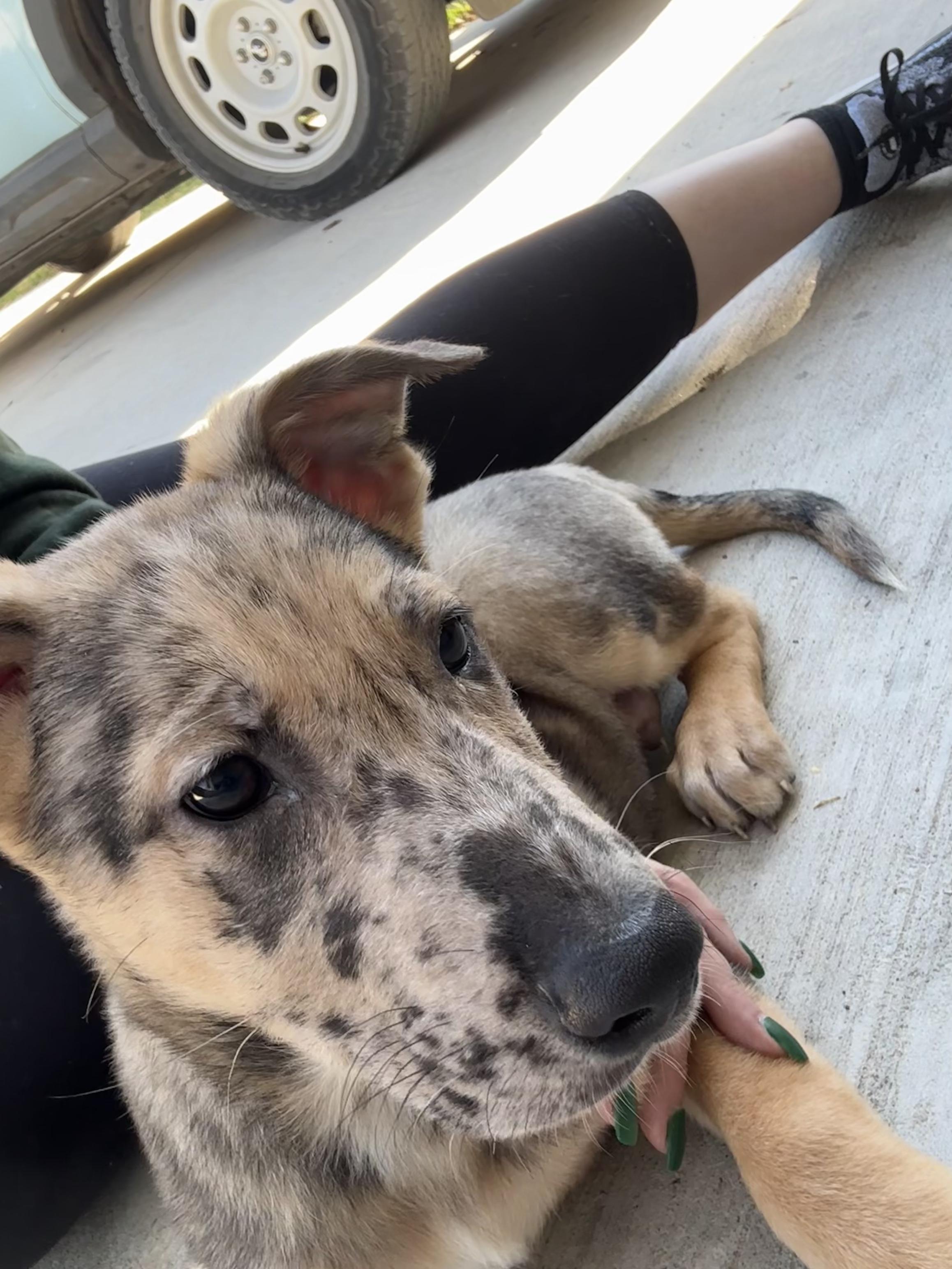 Enlarge Gaston, a Adoptable mixed breed in Dallas, TX image 5/6