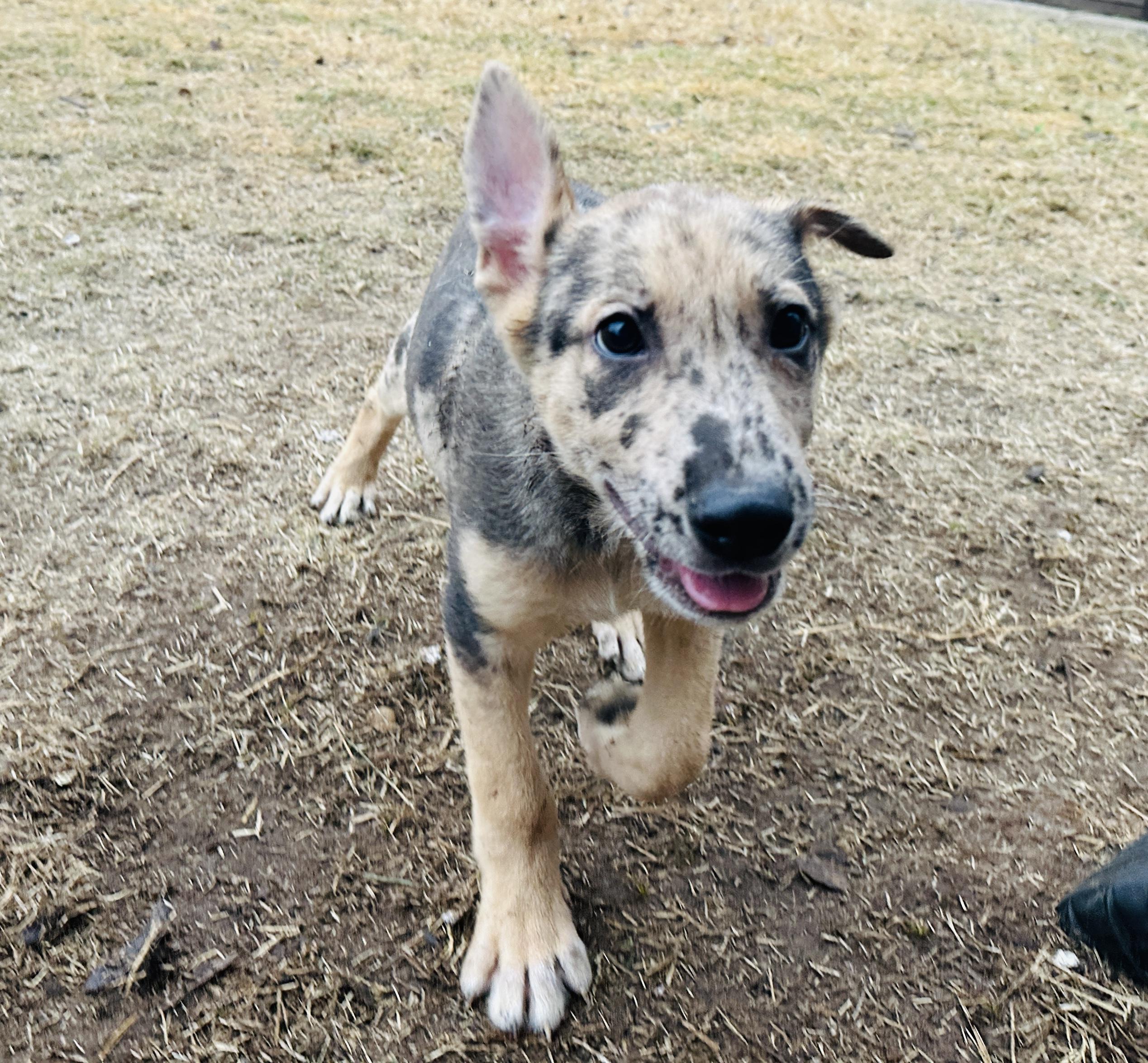 Enlarge Gaston, a Adoptable mixed breed in Dallas, TX image 3/6