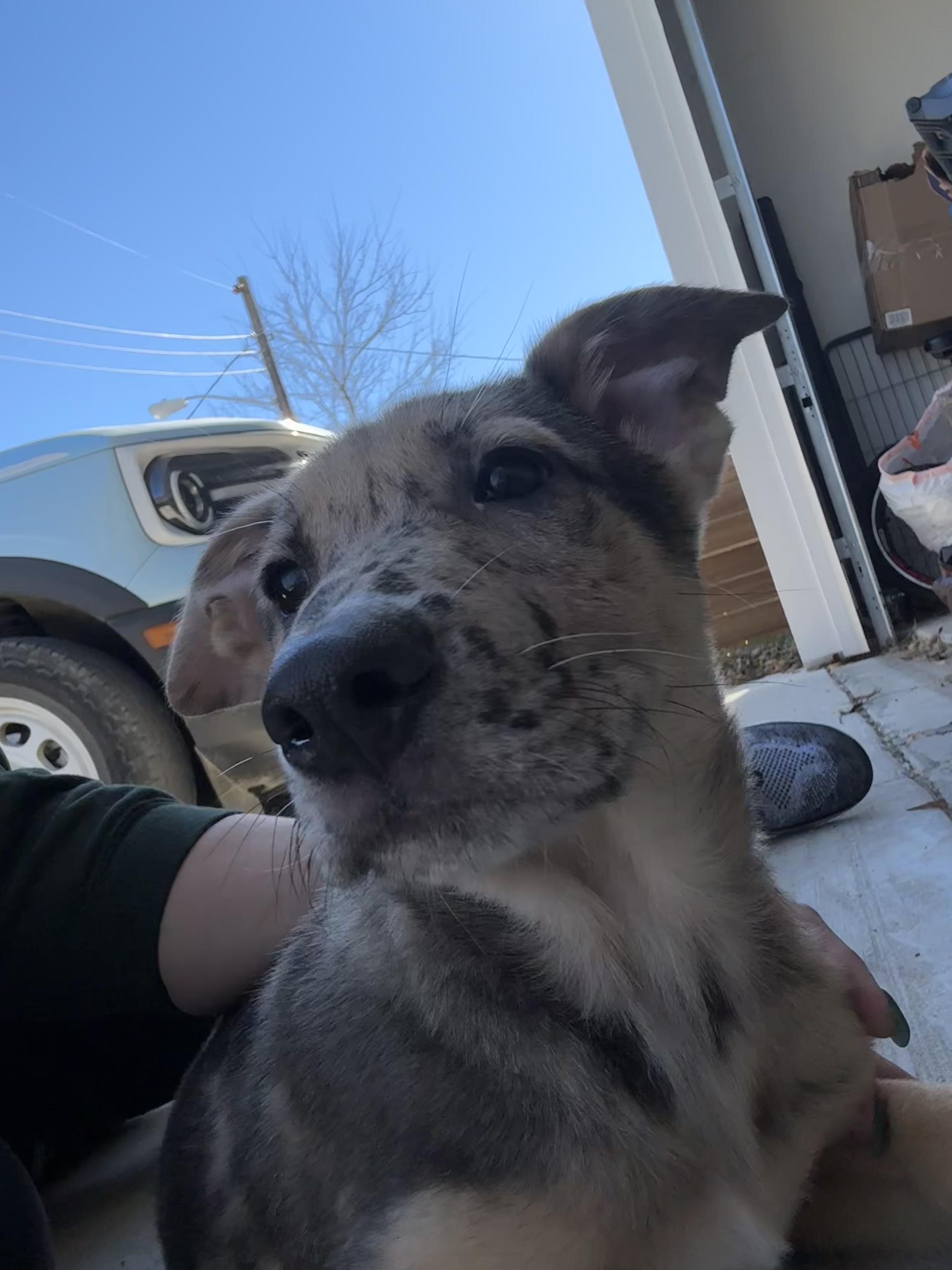 Enlarge Gaston, a Adoptable mixed breed in Dallas, TX image 6/6