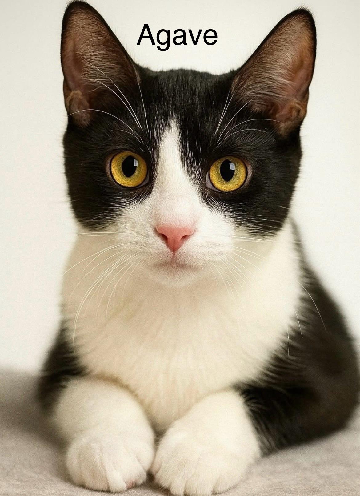 Enlarge Agave, an adopted Domestic Short Hair in Cincinnati , OH image 3/4