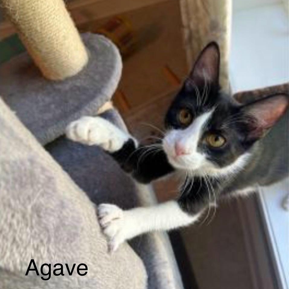 Enlarge Agave, an adopted Domestic Short Hair in Cincinnati , OH image 4/4