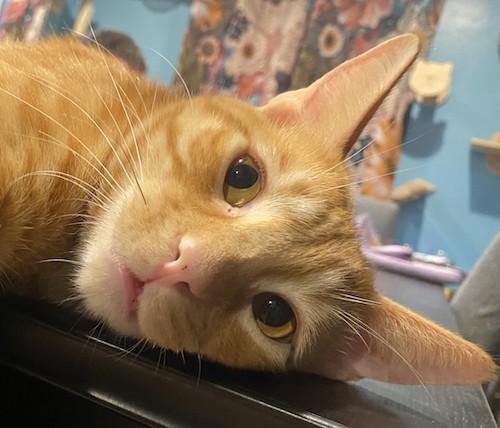 (CP) Geralt, Adoptable, Young Male Tabby & Domestic Short Hair.