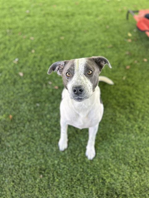 Enlarge ROCCO, a Adoptable mixed breed in Chula Vista, CA image 1/1