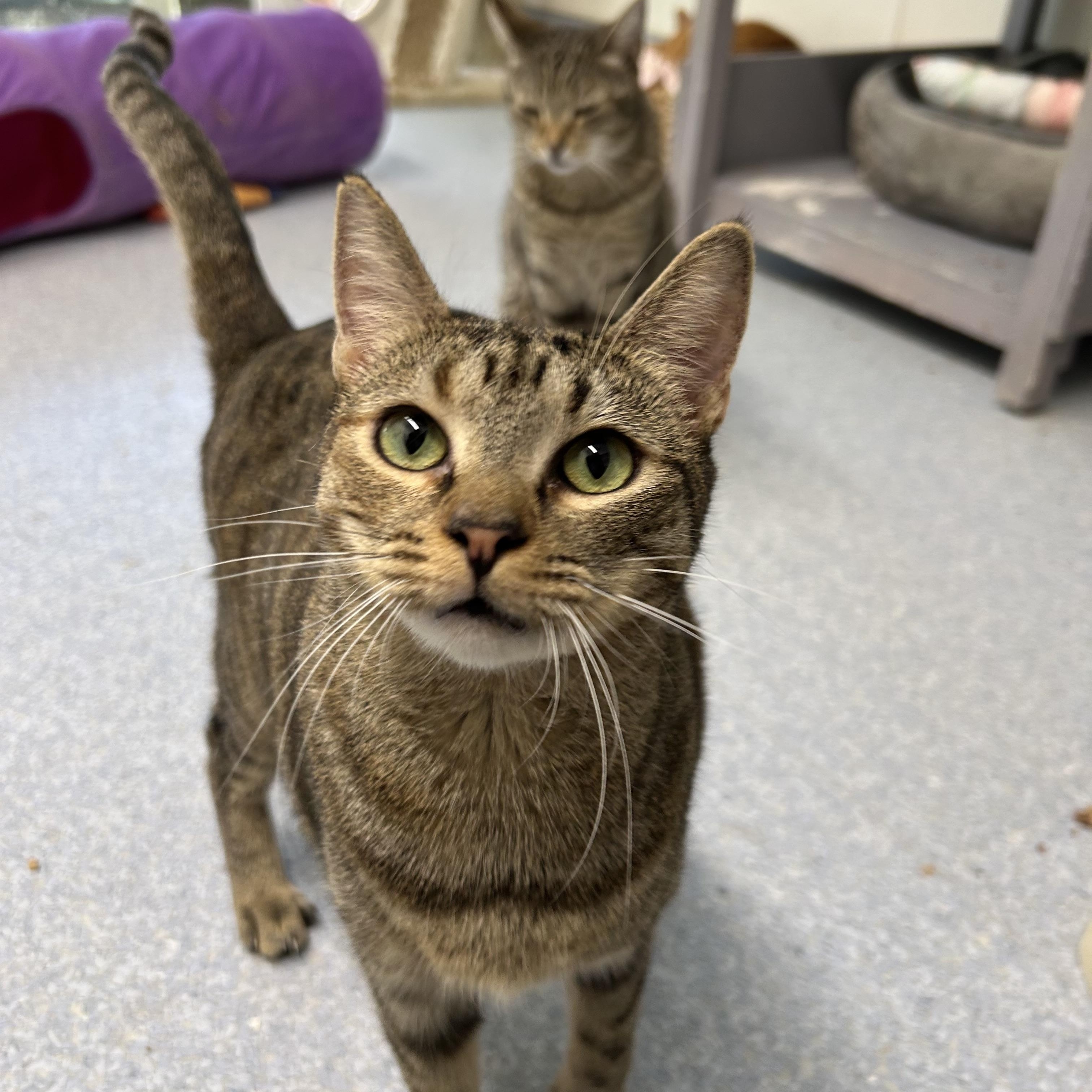 Enlarge Lya, a Adoptable Domestic Short Hair in El Cajon, CA image 2/4