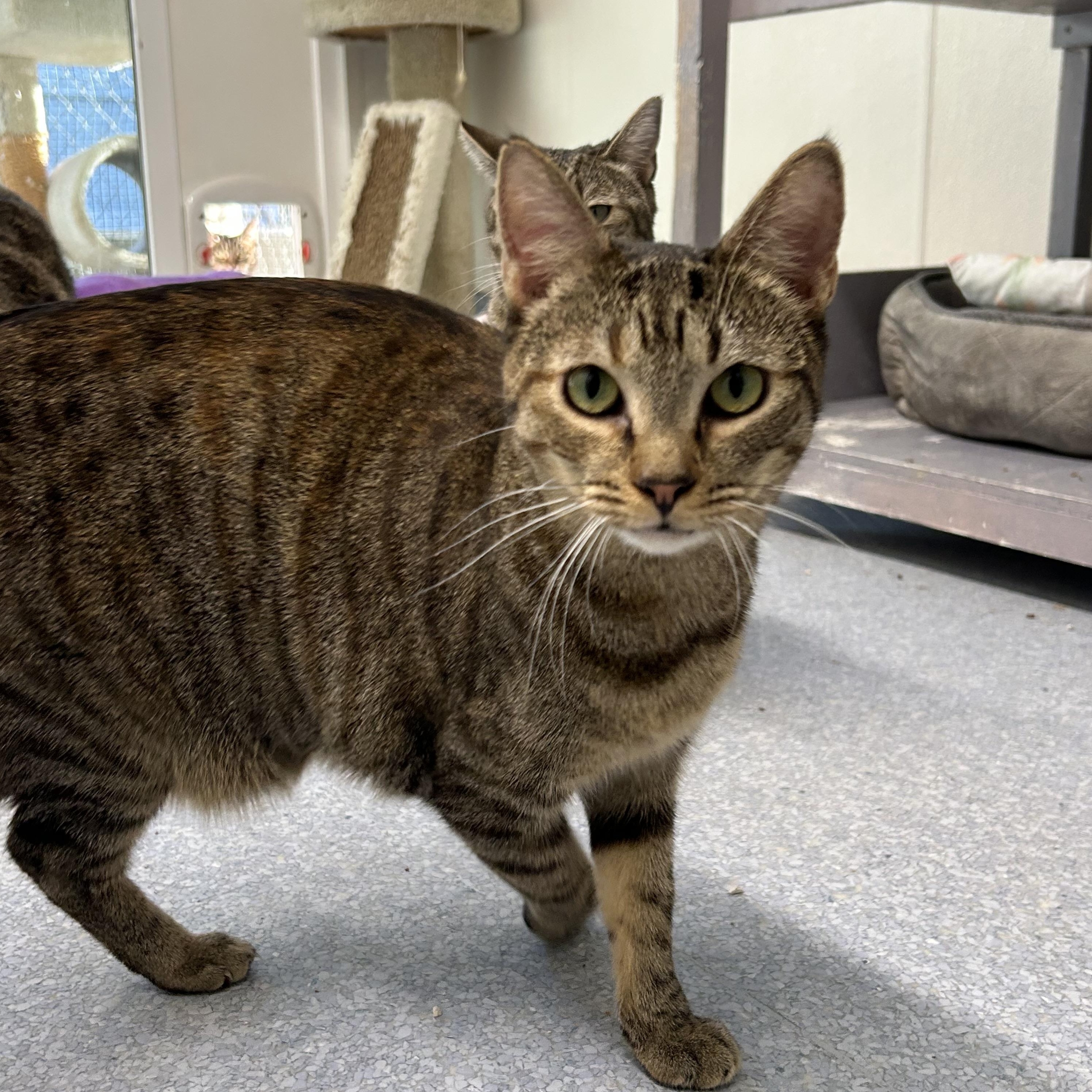 Enlarge Lya, a Adoptable Domestic Short Hair in El Cajon, CA image 3/4