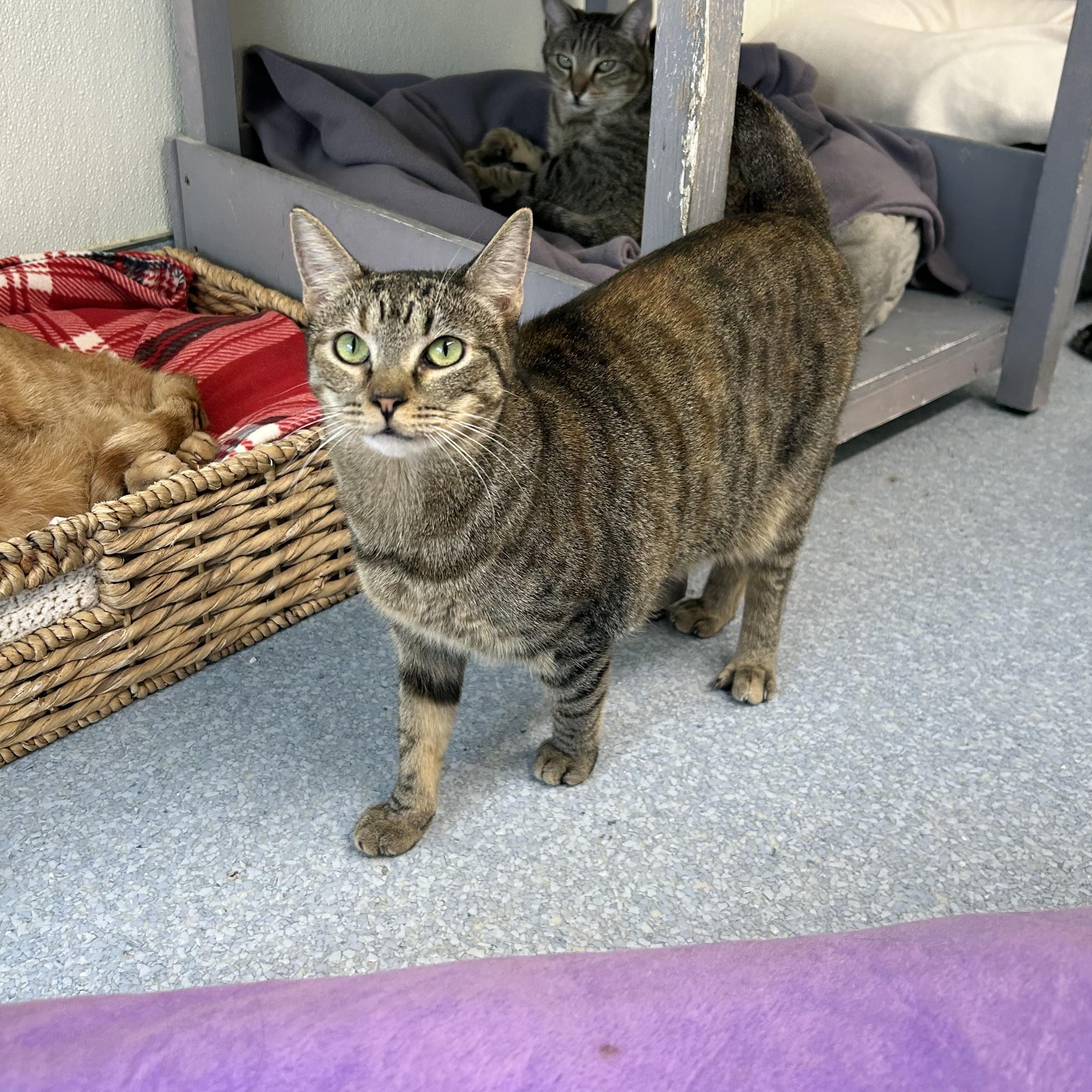 Enlarge Lya, a Adoptable Domestic Short Hair in El Cajon, CA image 4/4