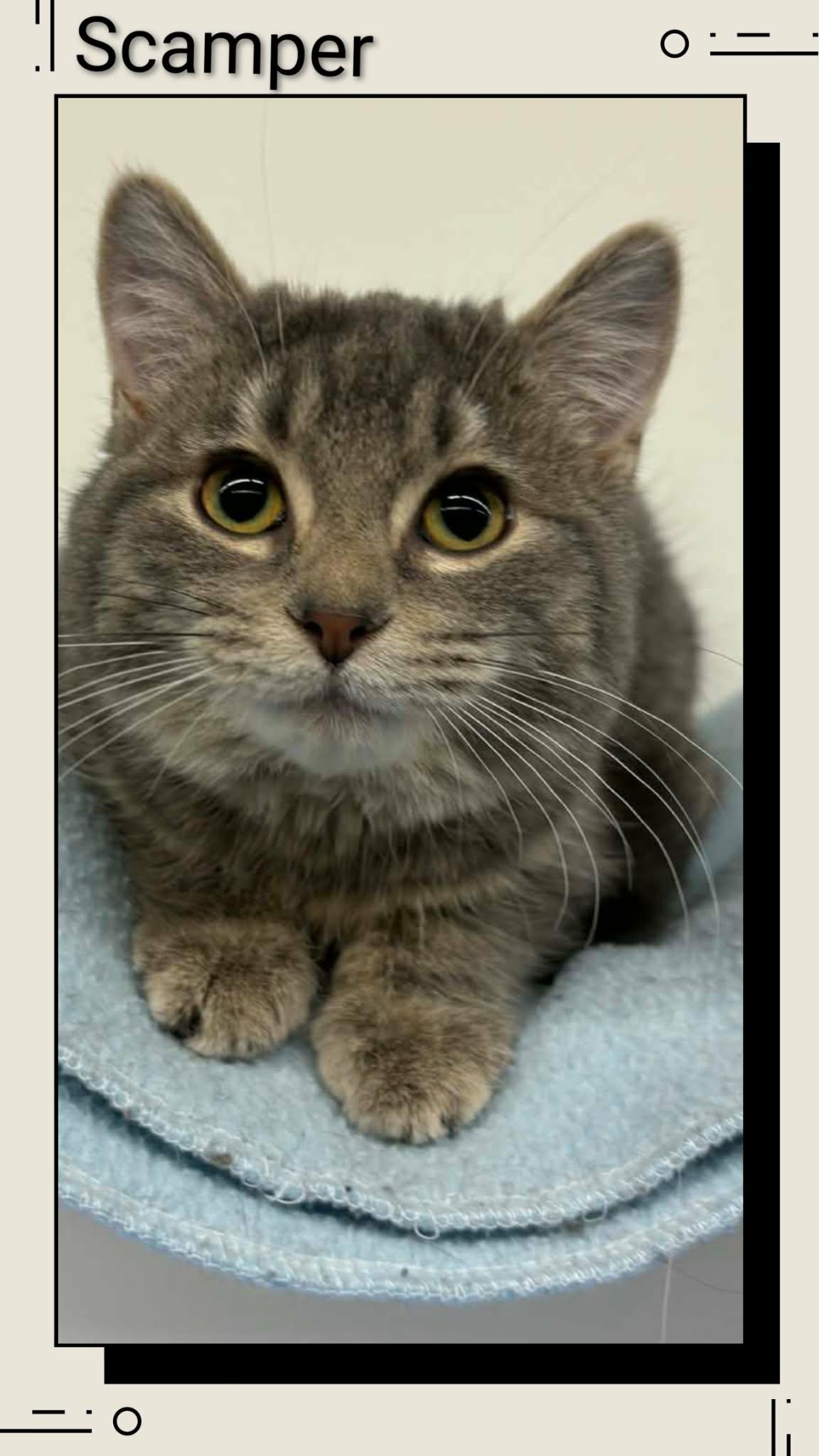 Enlarge Scamper, a Adoptable Domestic Short Hair in Caistor Centre, ON image 1/1