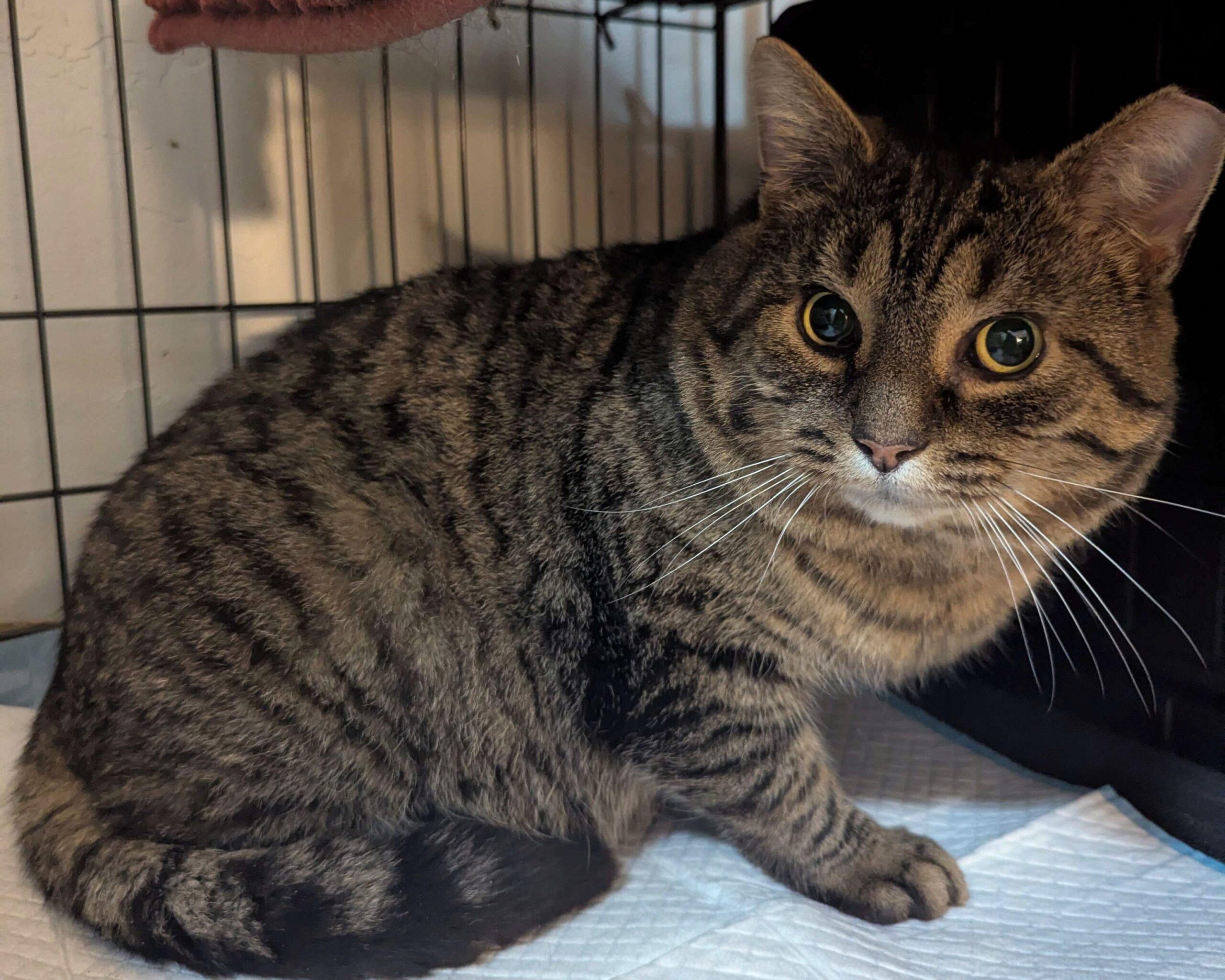 Owlkin, Adoptable, Adult Male Domestic Short Hair.