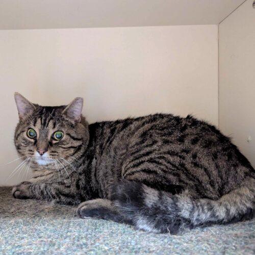 Enlarge Owlkin, a Adoptable Domestic Short Hair in Seven Valleys, PA image 1/4