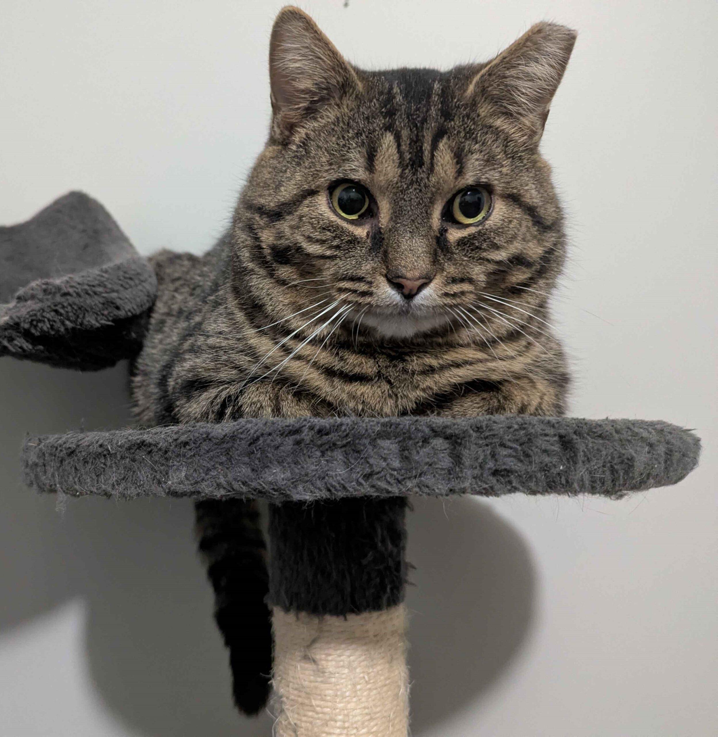 Enlarge Owlkin, a Adoptable Domestic Short Hair in Seven Valleys, PA image 2/4