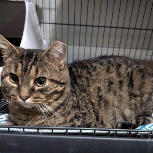 Owlkin, Adoptable, Adult Male Domestic Short Hair.