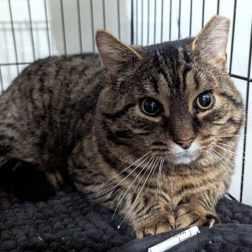 Enlarge Owlkin, a Adoptable Domestic Short Hair in Seven Valleys, PA image 3/3