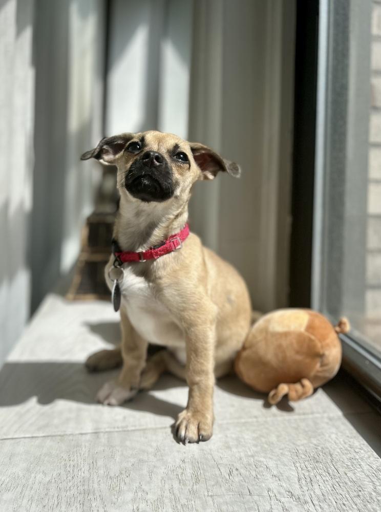 Alison, Adoptable, Puppy Female Pug & Chihuahua.
