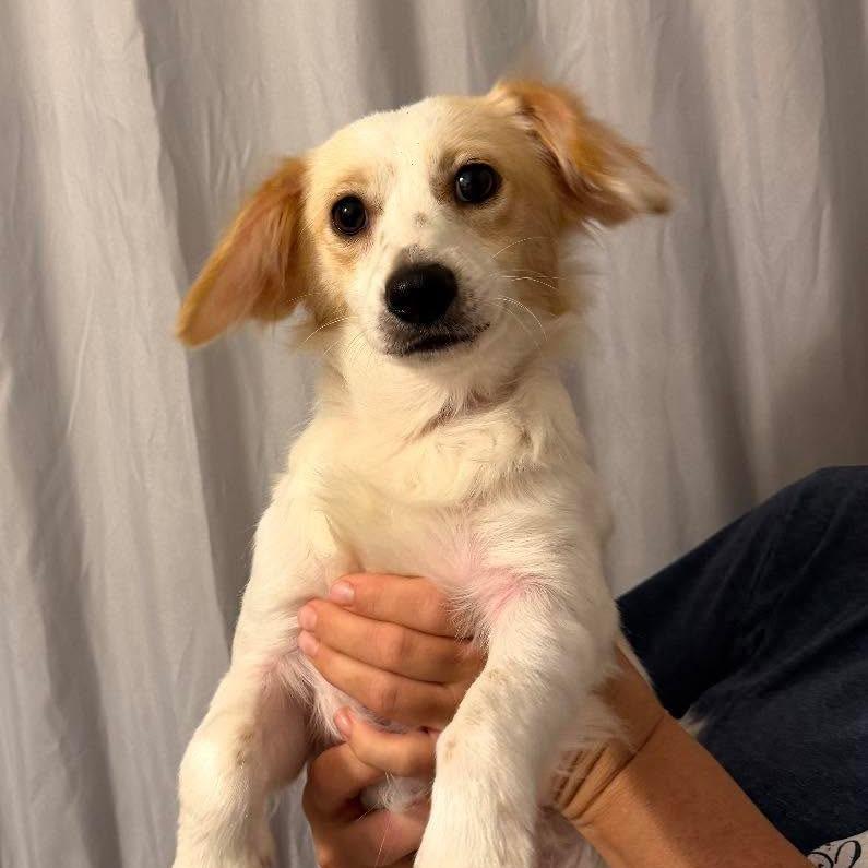 Buster 3, Adoptable, Young Male Corgi & Mixed Breed.