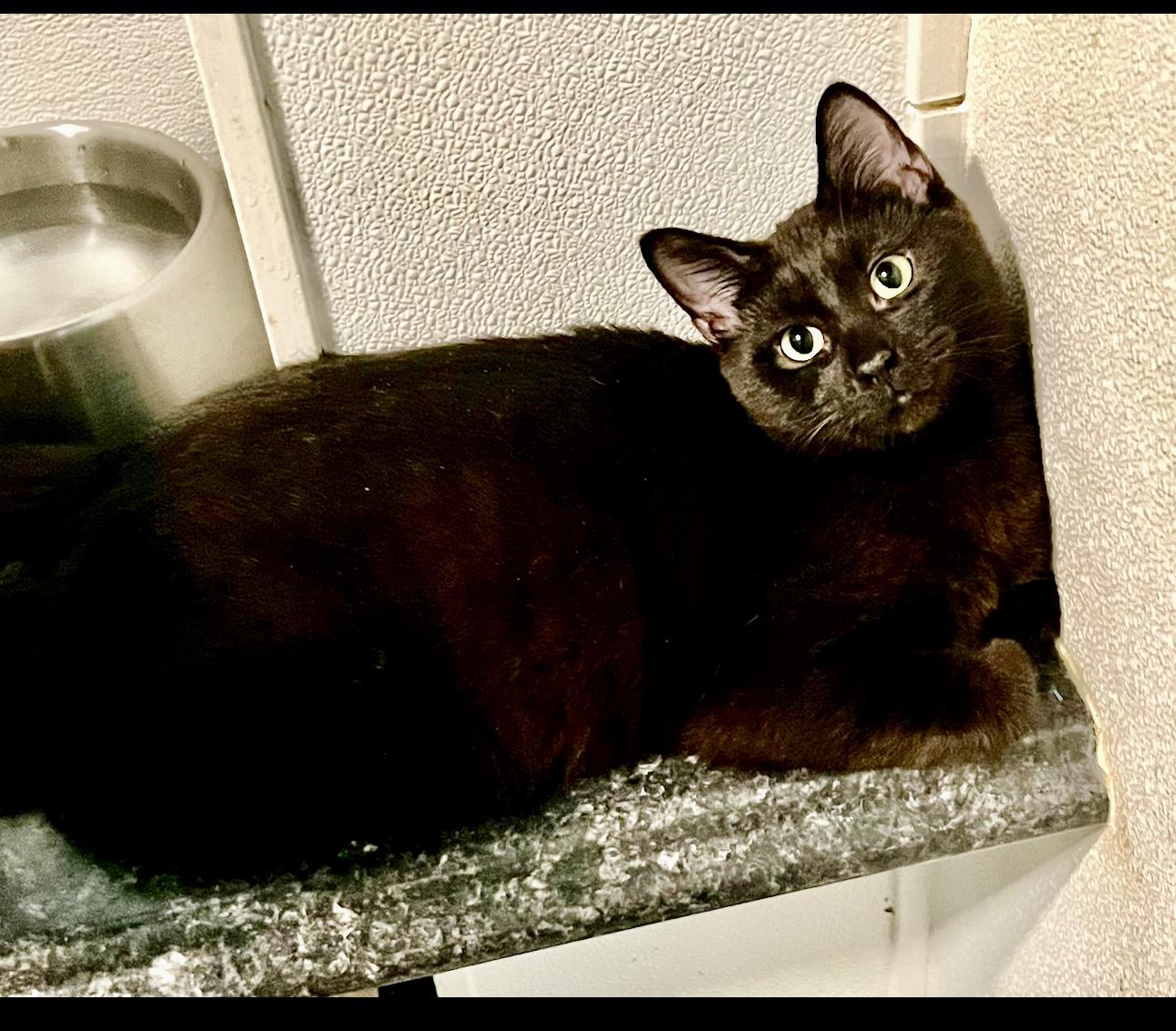 Pinot Noir, Adoptable, Kitten Female Bombay.