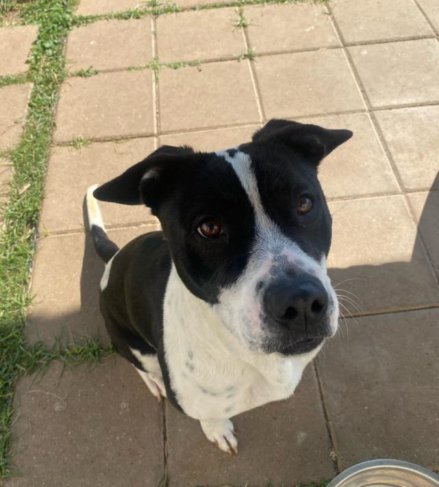 Enlarge Jackie, a Adoptable mixed breed in Belton, TX image 1/2