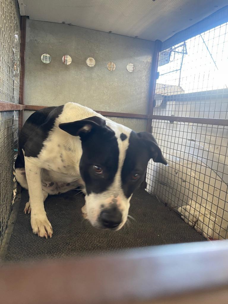 Enlarge Jackie, a Adoptable mixed breed in Belton, TX image 1/1