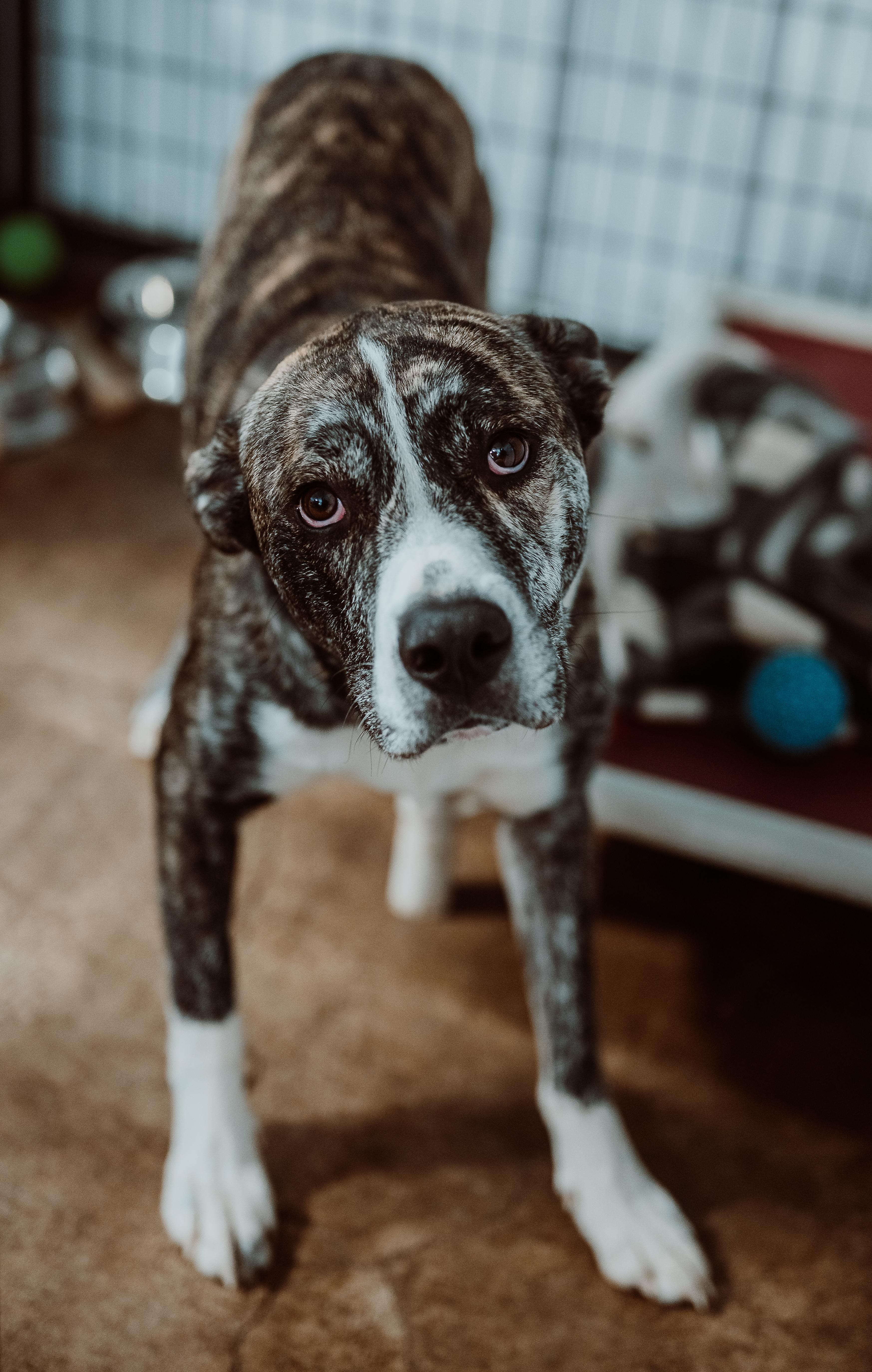 Enlarge Rocky Balboa, a ADOPTABLE mixed breed in Le Mars, IA image 1/1