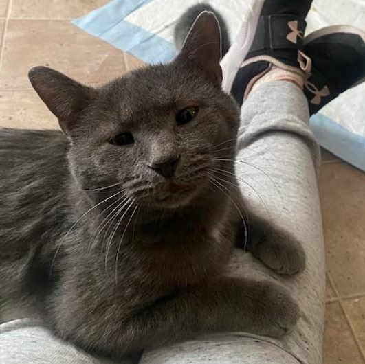 Enlarge Ned, a Adoptable Domestic Short Hair in Sterling Heights, MI image 1/1