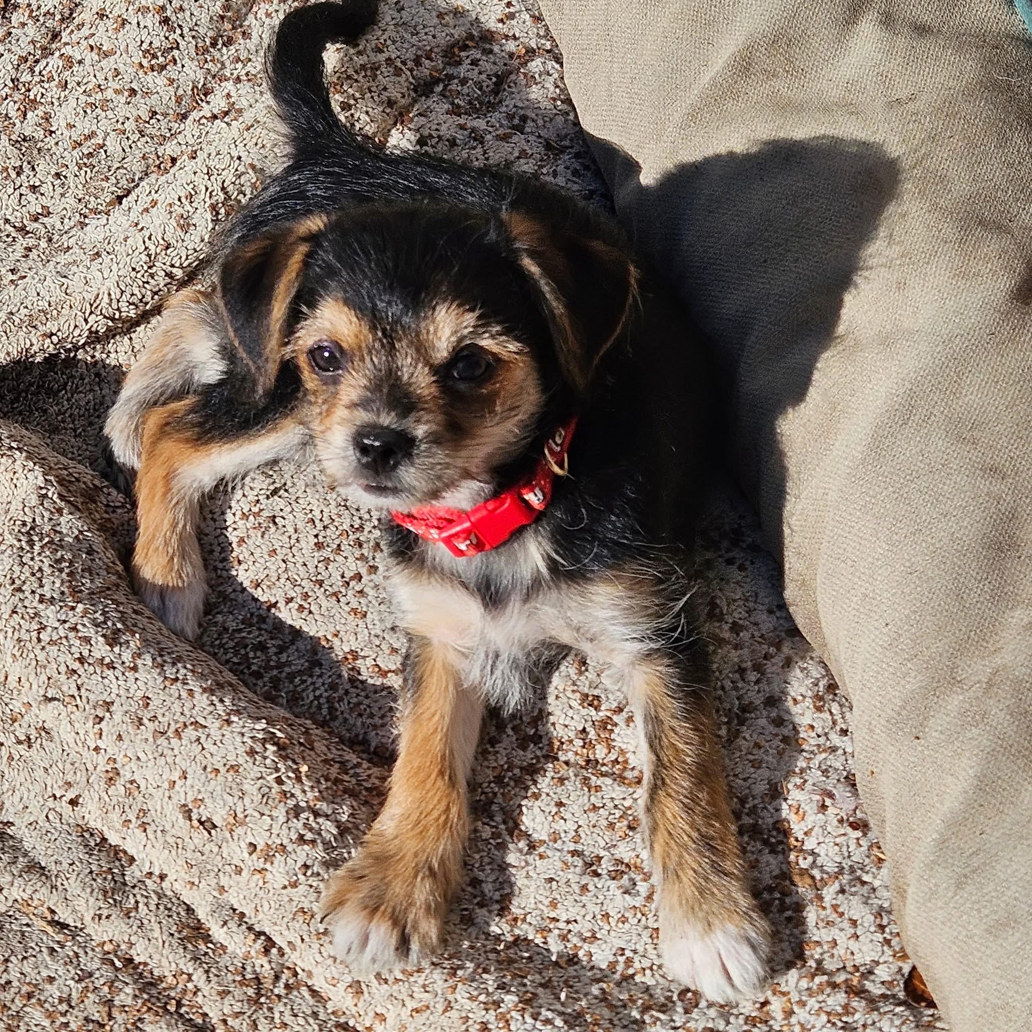 Enlarge Merrybell, a ADOPTABLE mixed breed in clayton , CA image 1/5