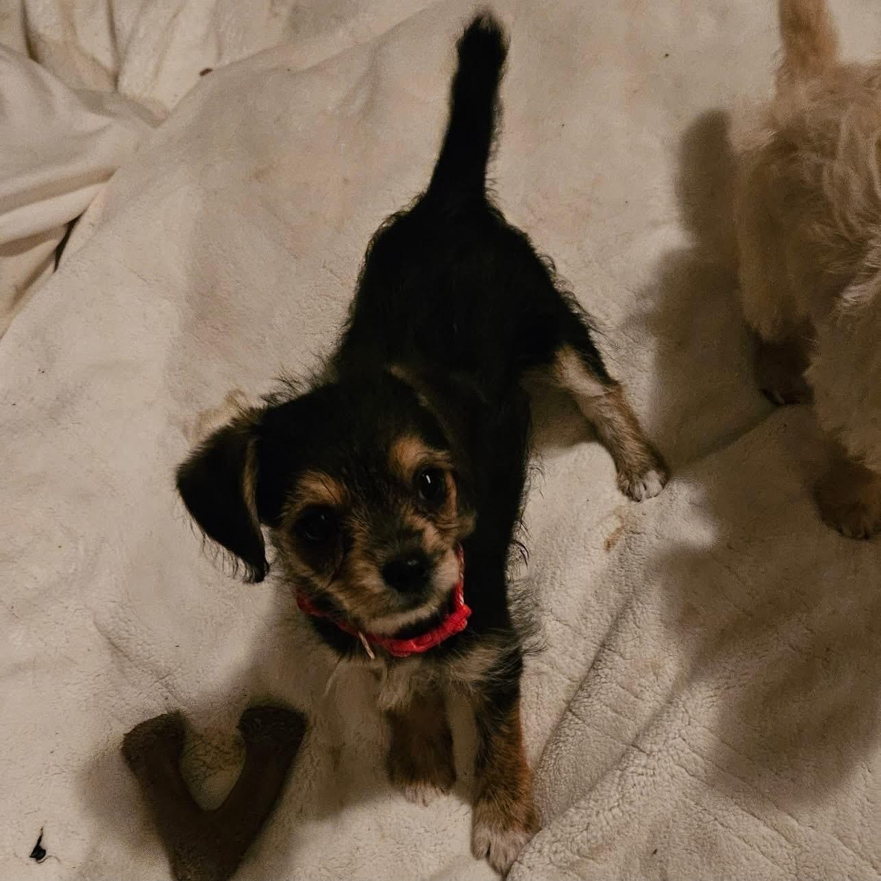 Enlarge Merrybell, a ADOPTABLE mixed breed in clayton , CA image 2/5