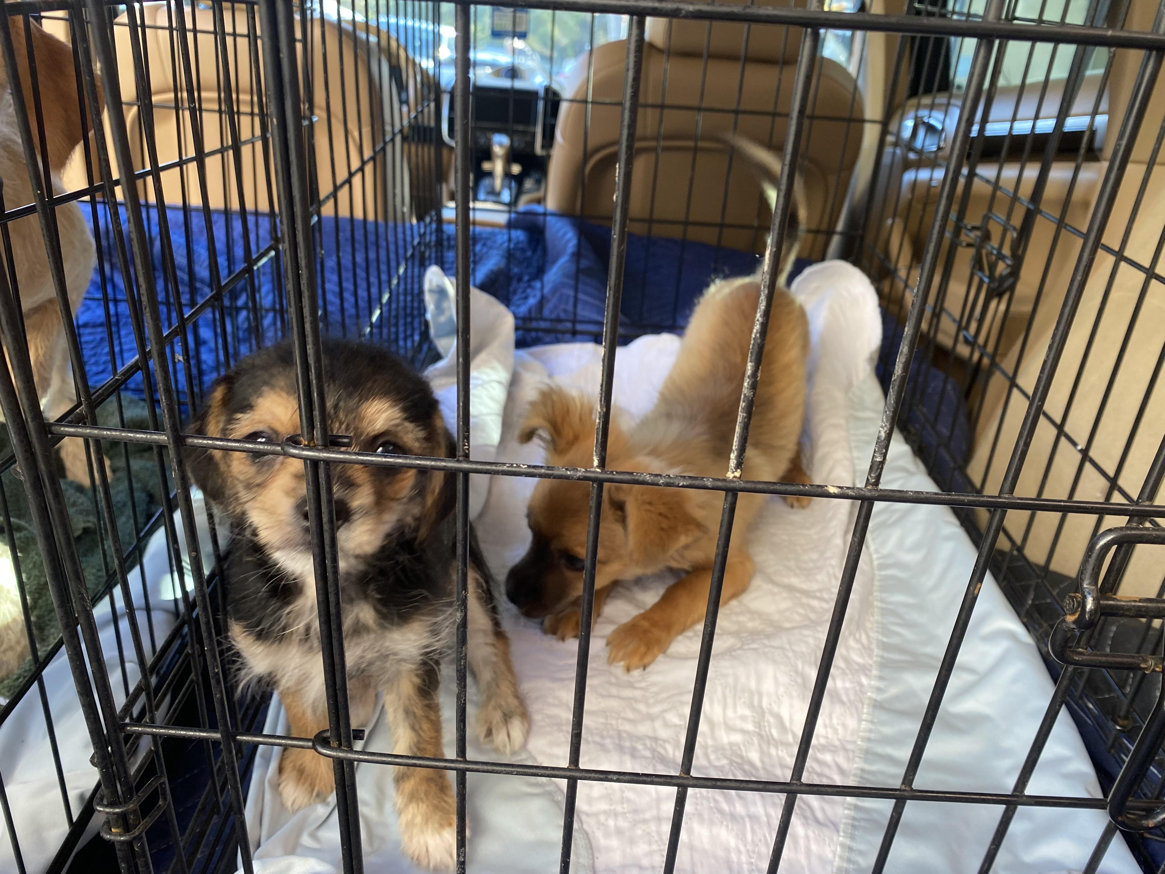 Enlarge Merrybell, a ADOPTABLE mixed breed in clayton , CA image 3/5